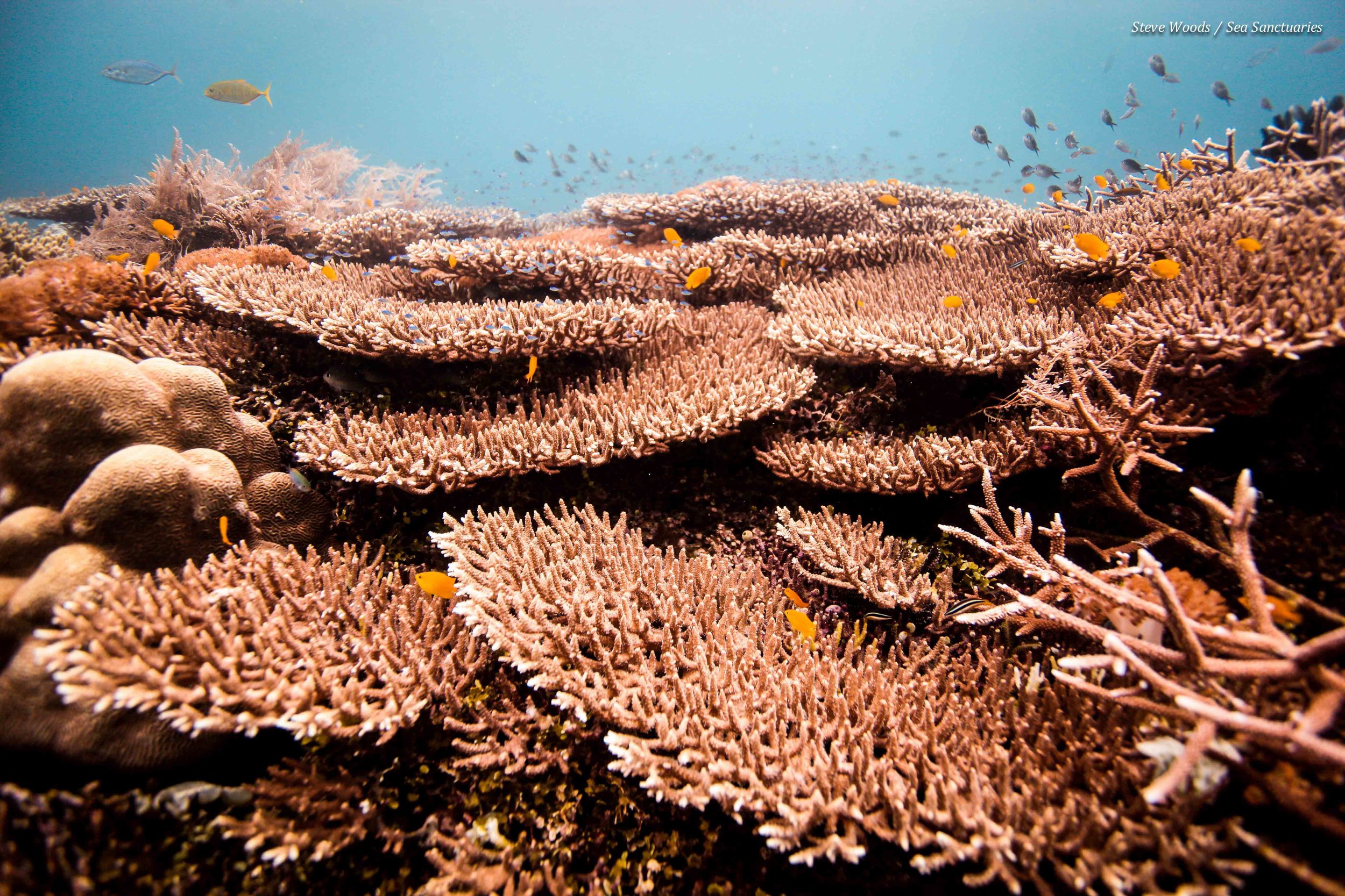 Amazing hard coral coverage...