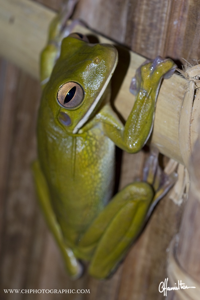 Tree frog, Batanta, Raja Ampat