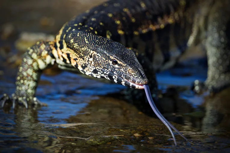 monitoring-lizard-dispersal-evolution_18712.jpg