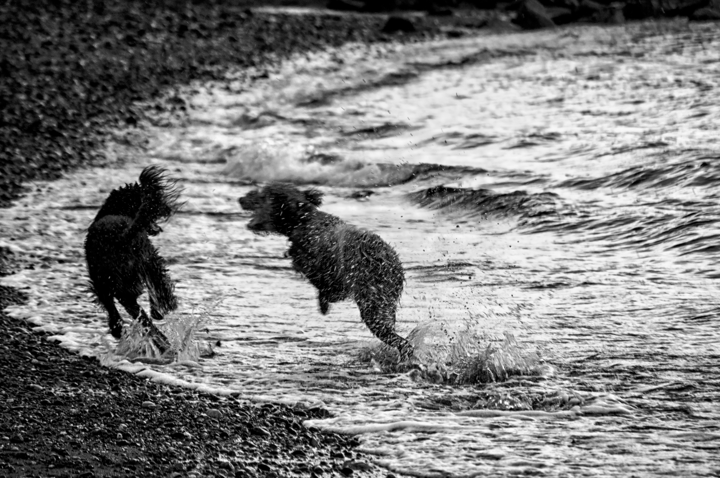 Dogs Gone Wild