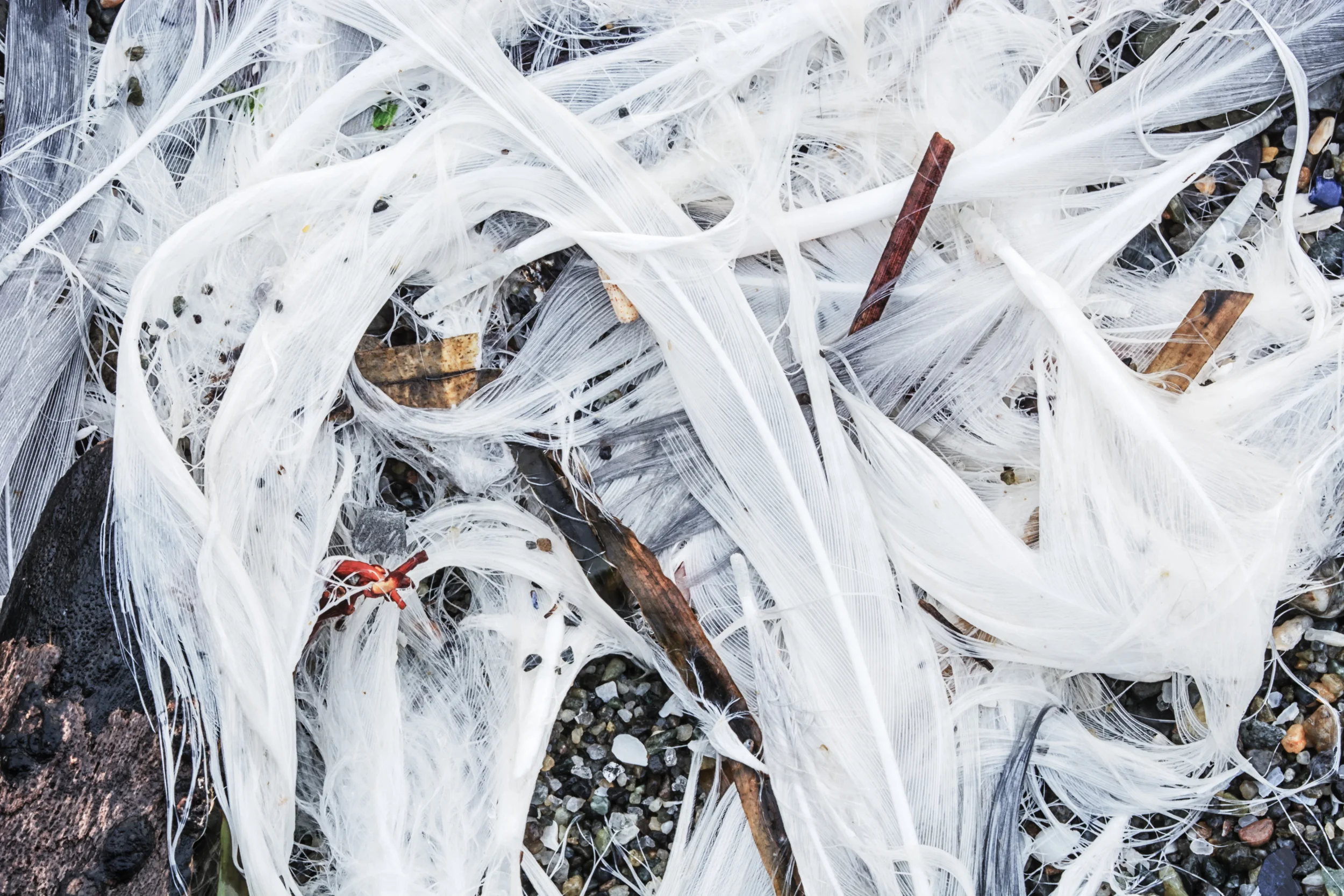 All That Remains: Gull