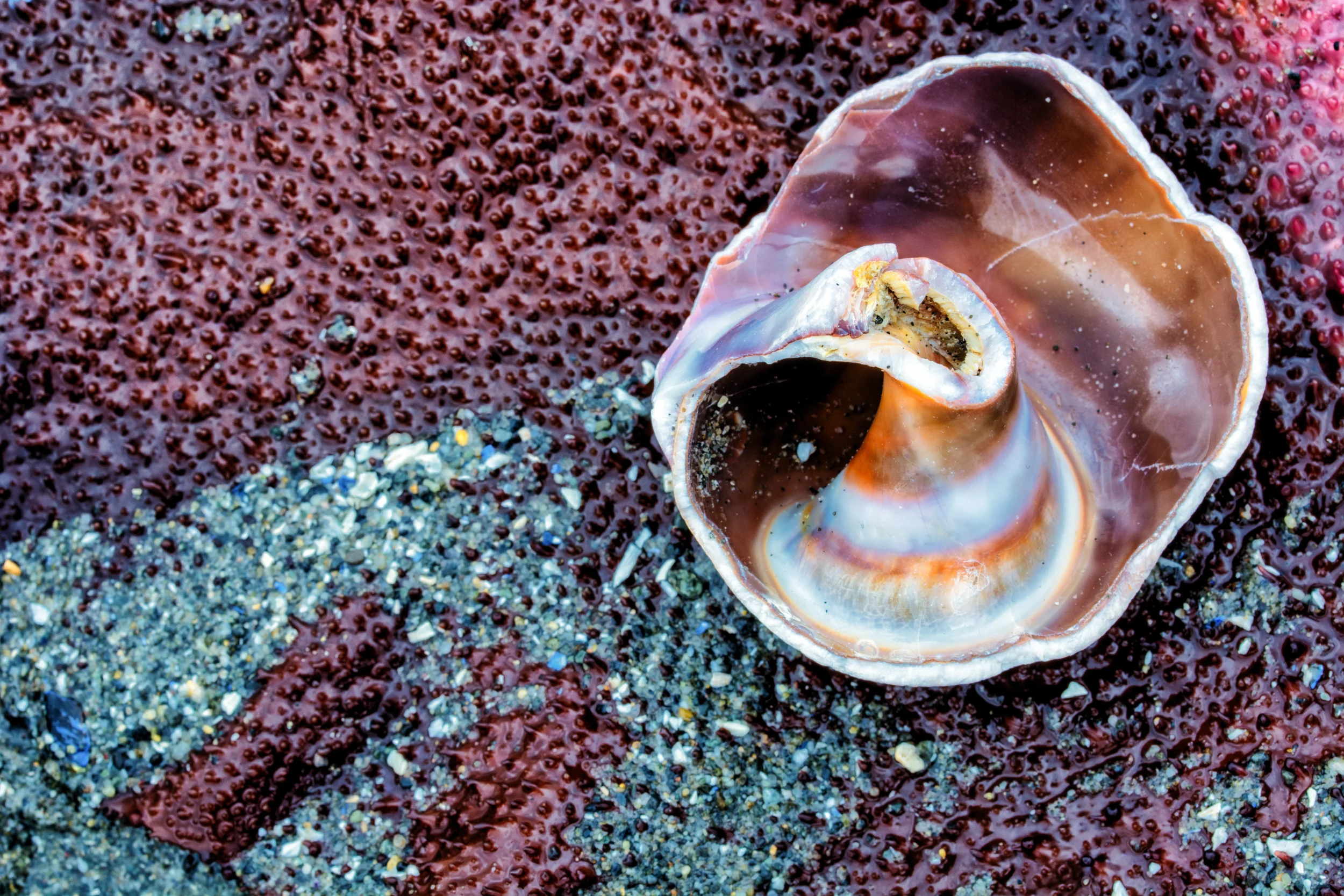 All That Remains: Whelk