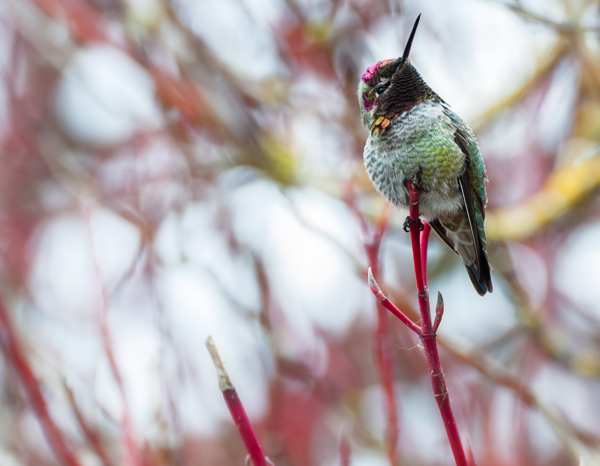 Stare of the Annas Hummingbird.jpg