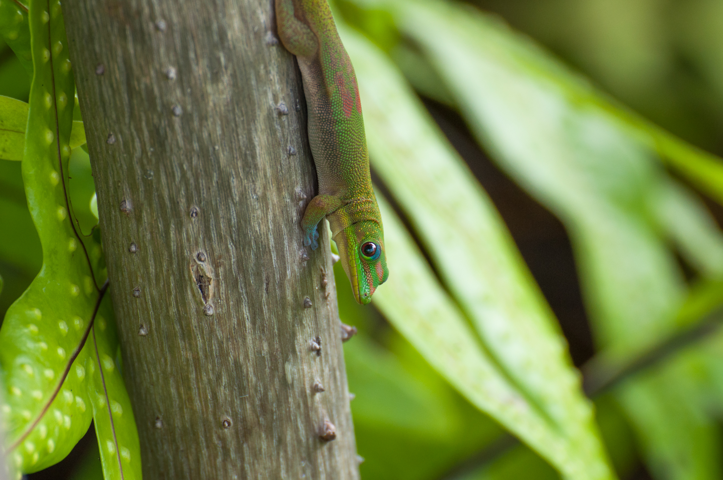 Stare of the Day Geko.jpg