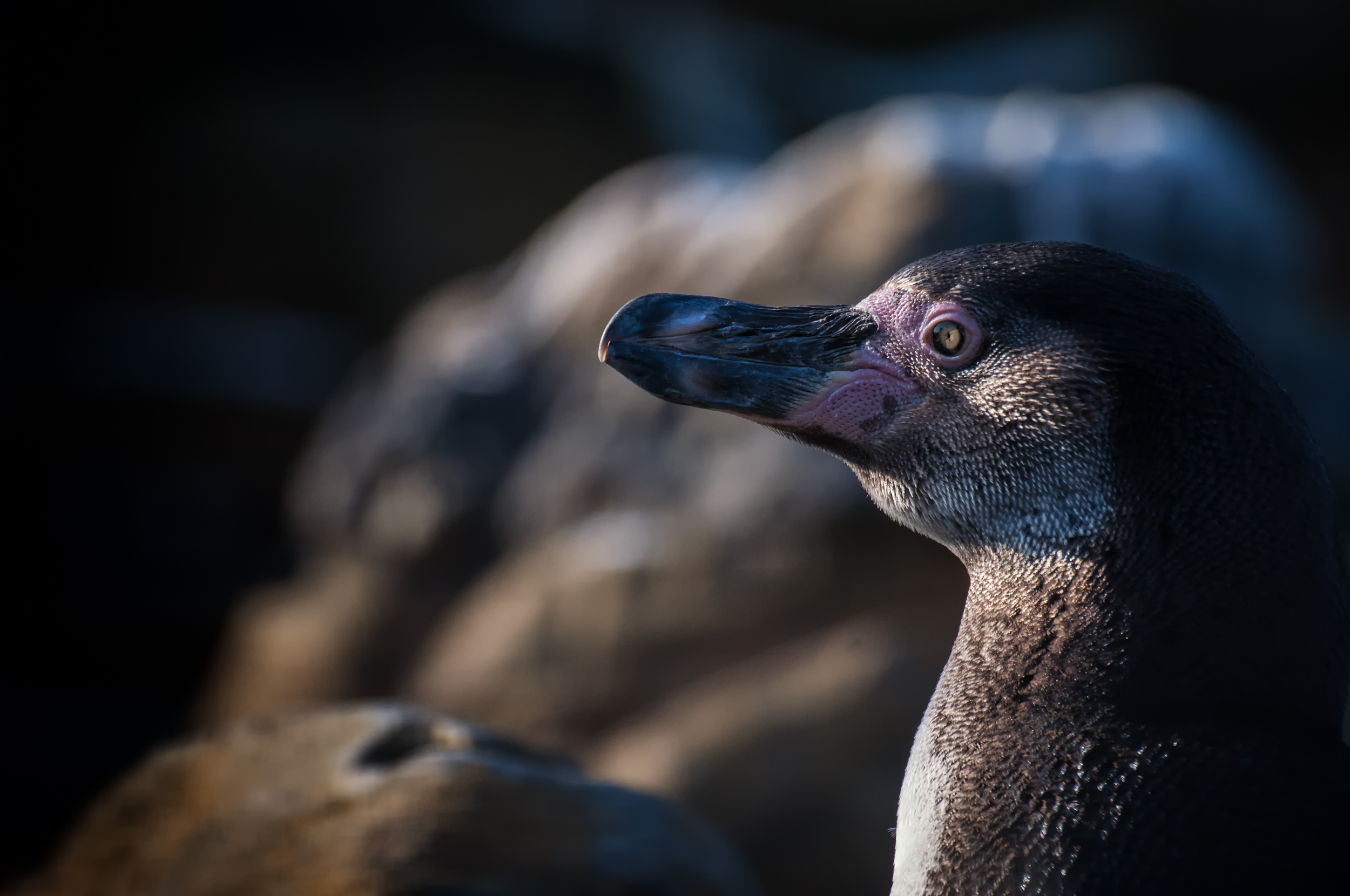 Stare of the Humboldt Penguin.jpg
