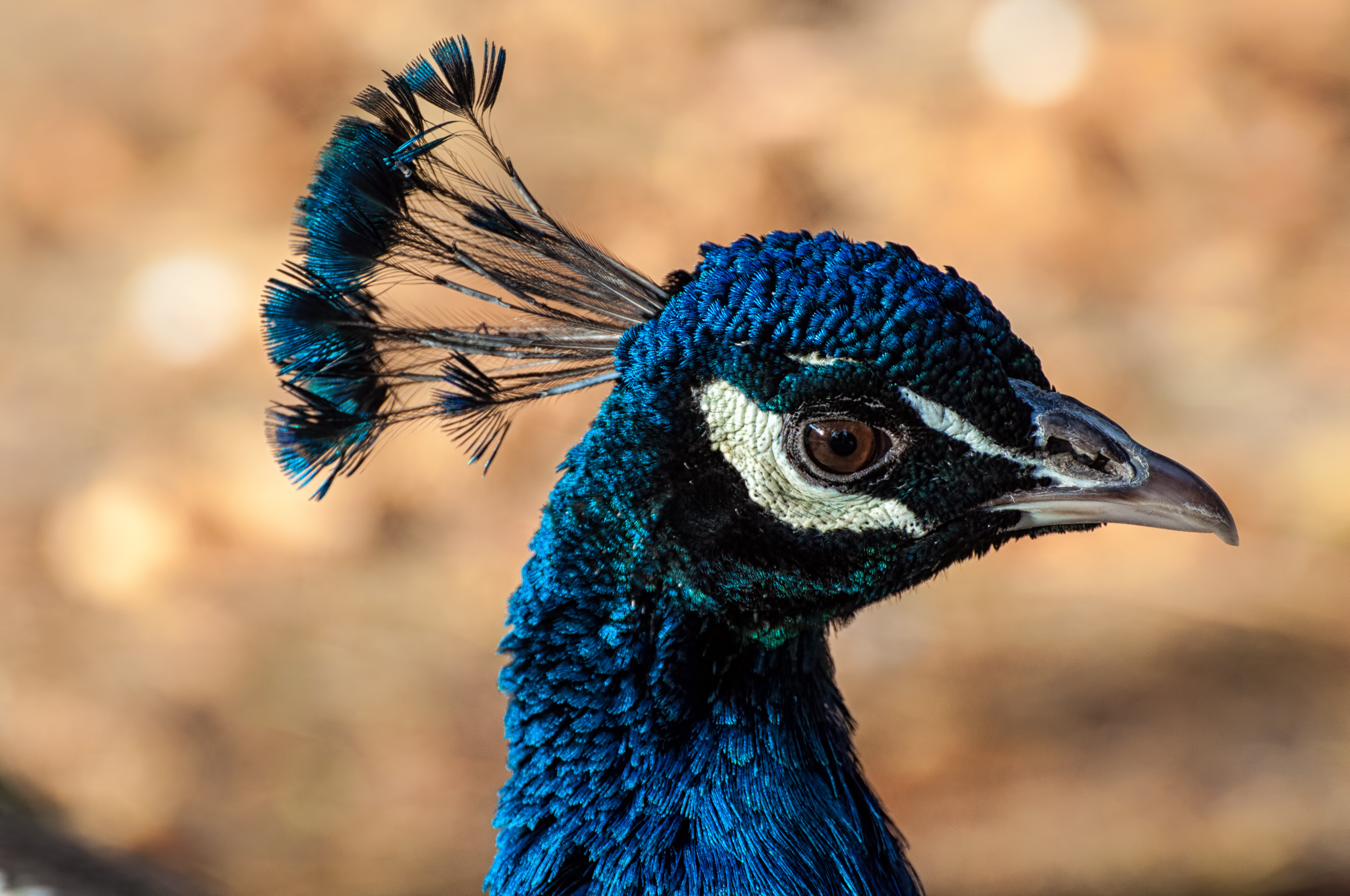 Stare of the Peacock.jpg