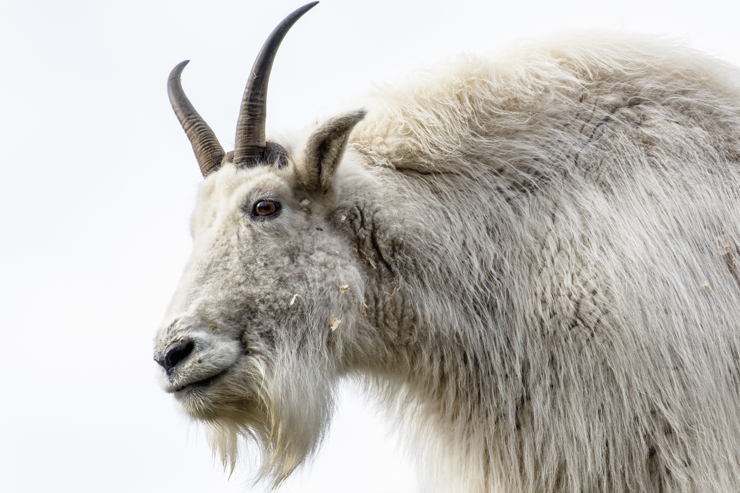 Stare of the Mountain Goat.jpg
