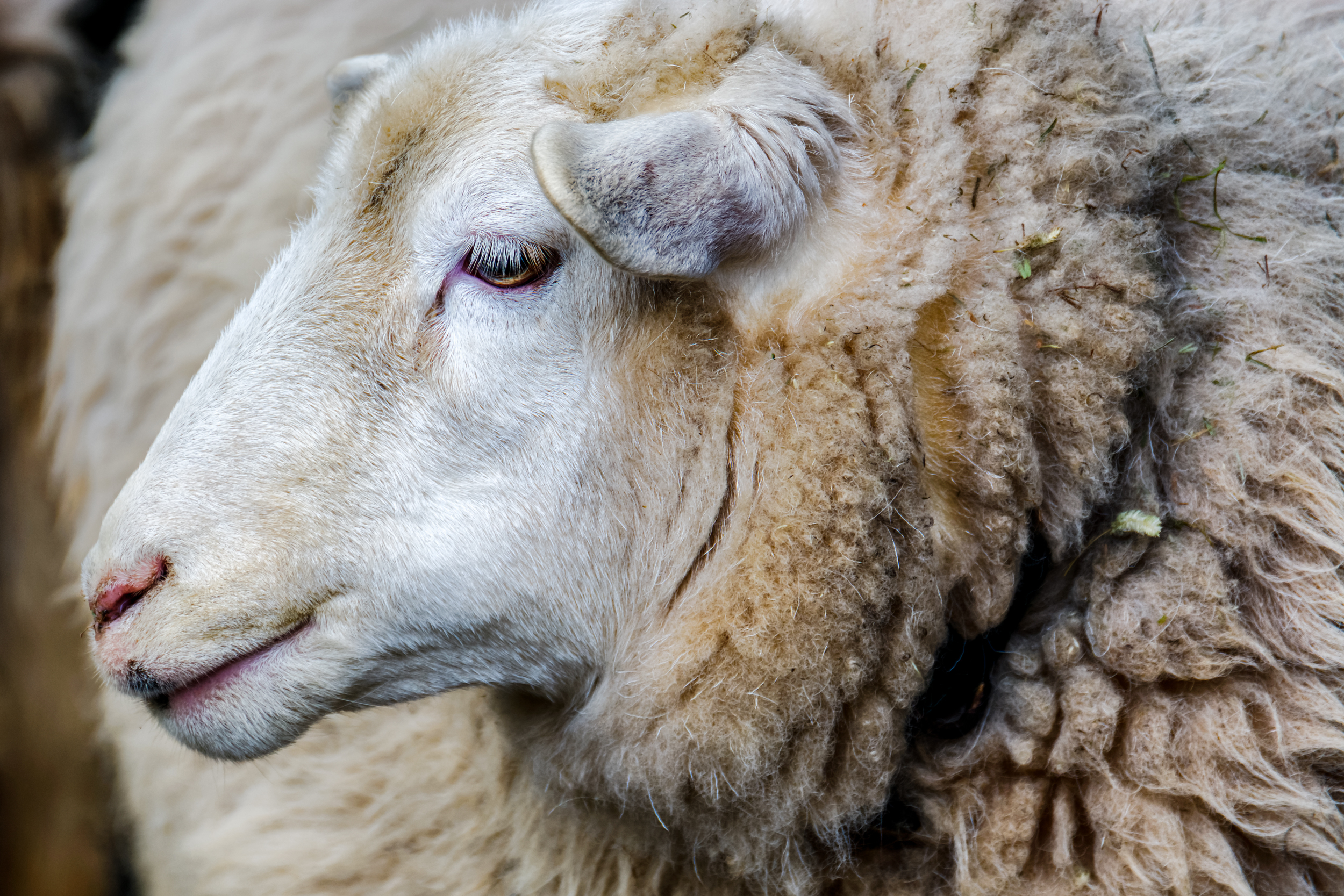 Stare of the Sheep.jpg