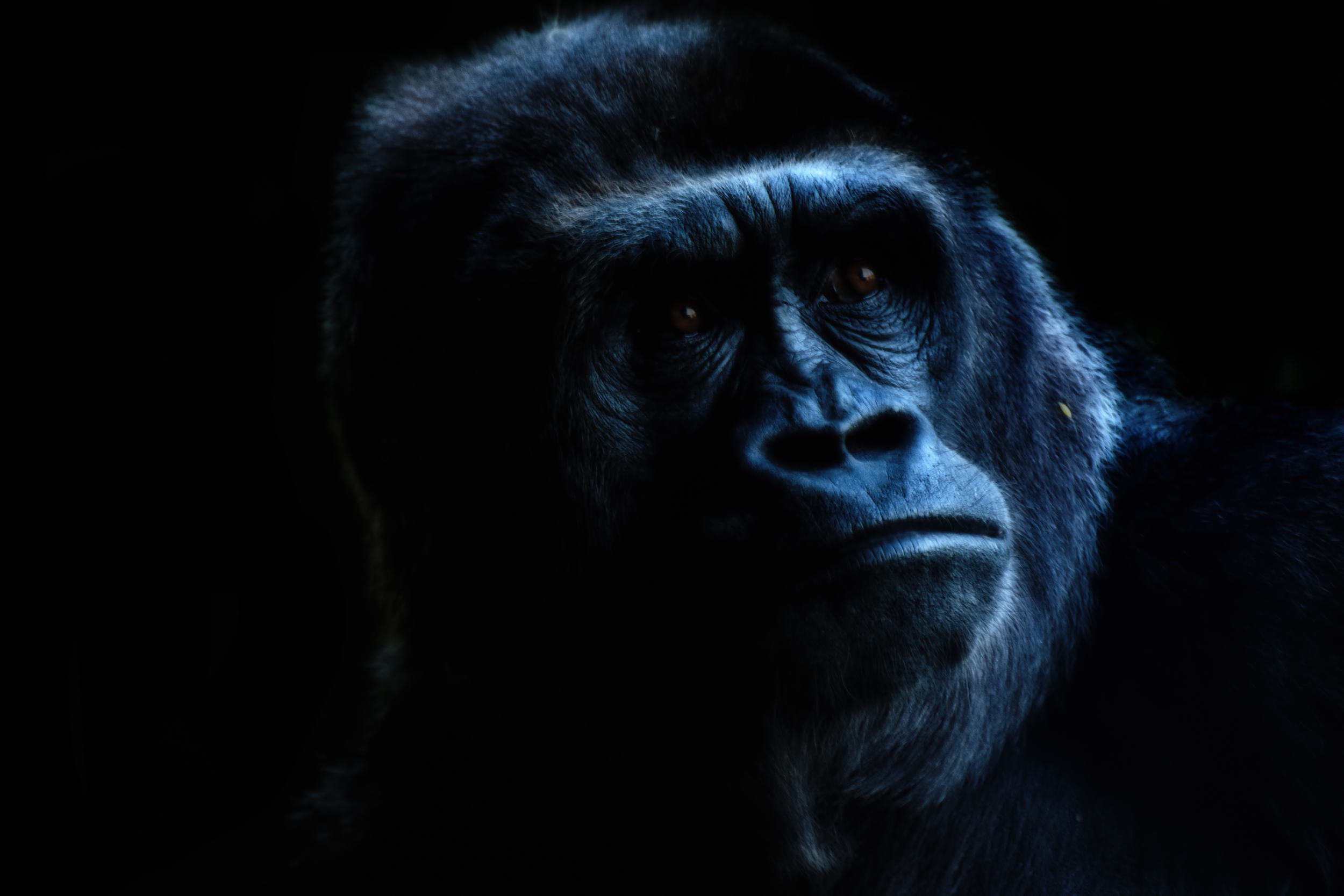 Stare of the Silverback.jpg