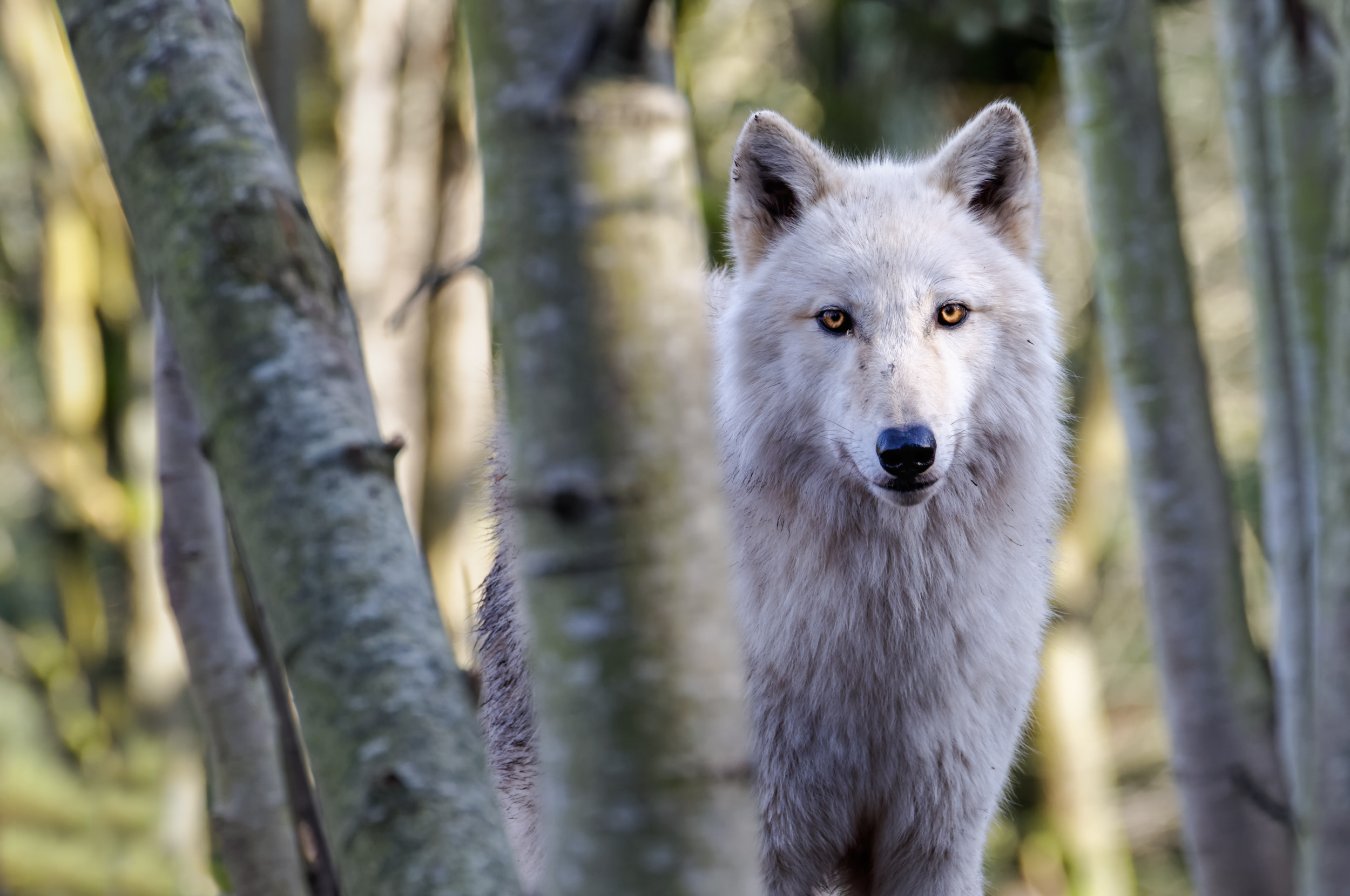 Stare of the Timber Wolf.jpg