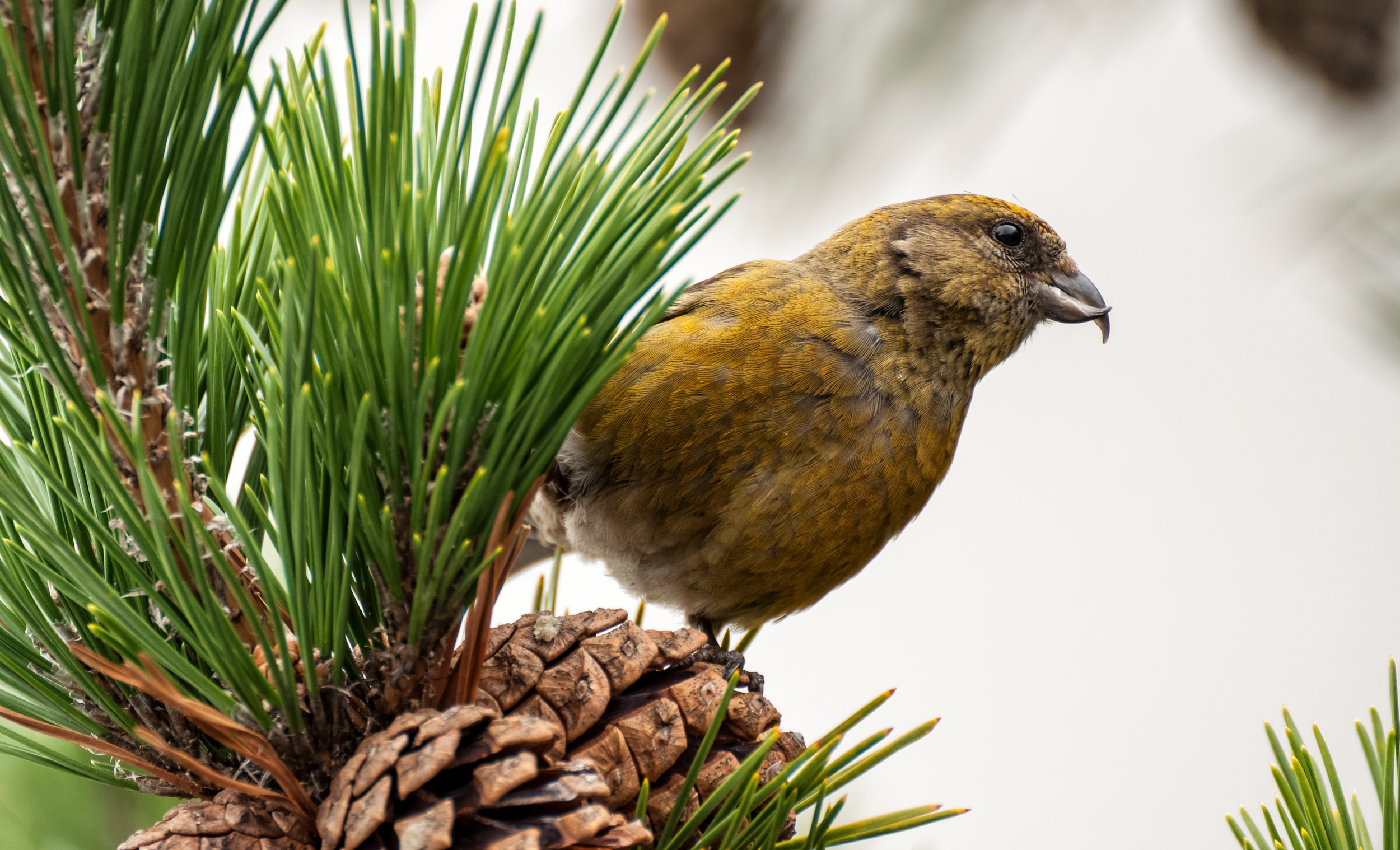 Stare of the Red Crossbill.jpg