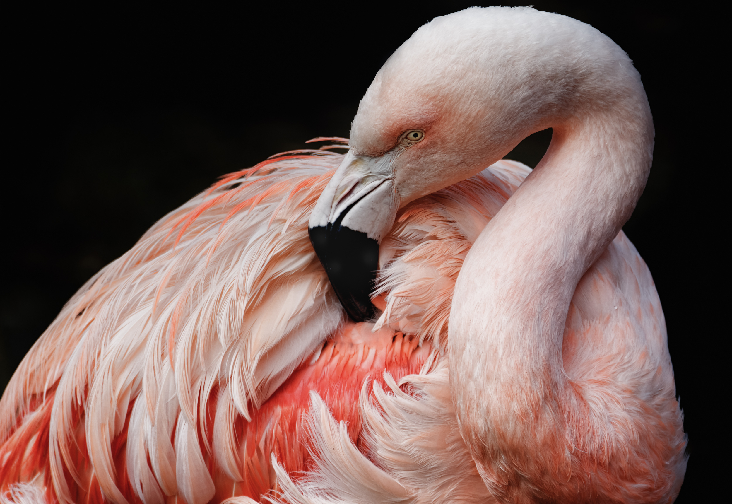 Preening Flamingo.jpg