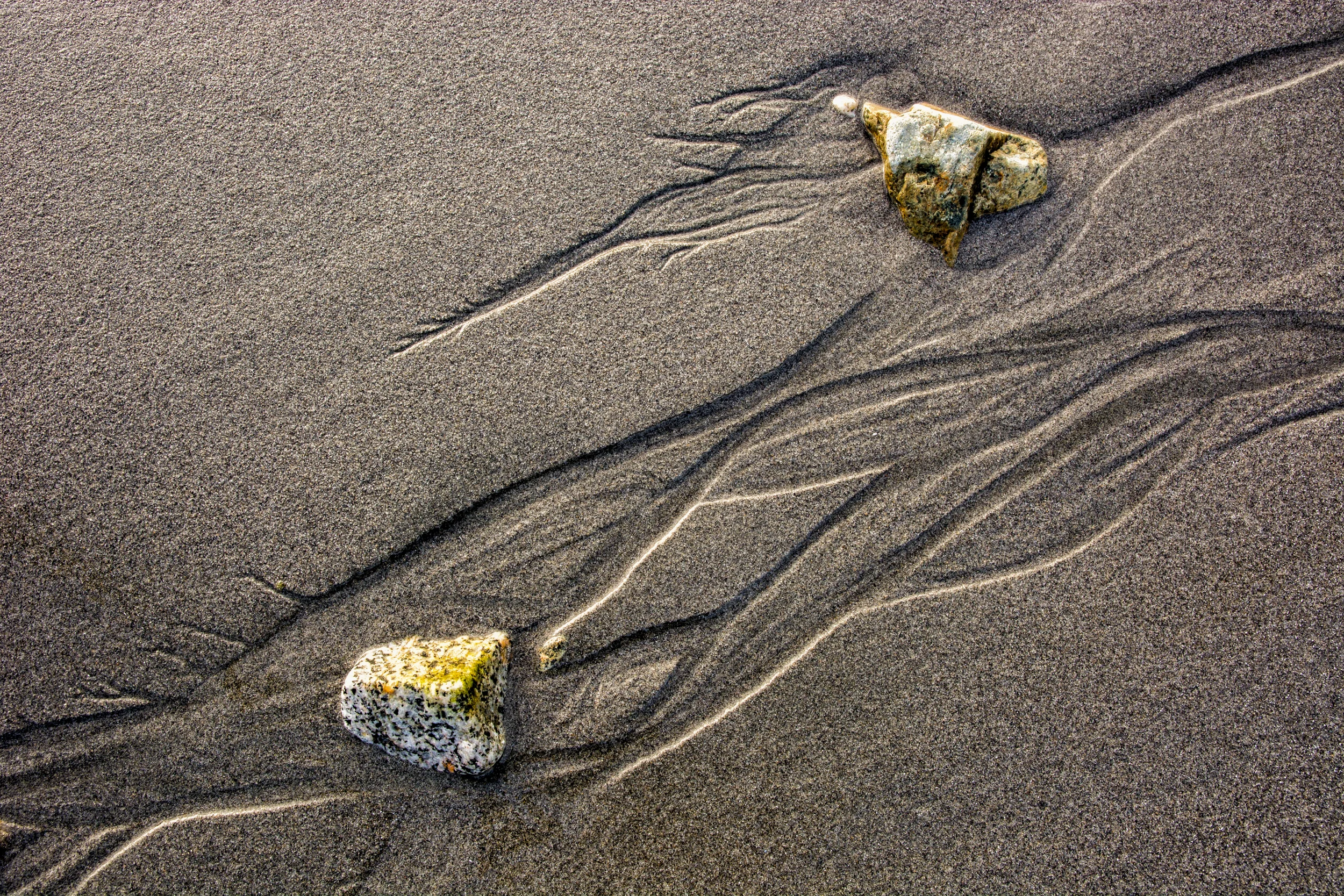 Opposing Horses and Their Manes