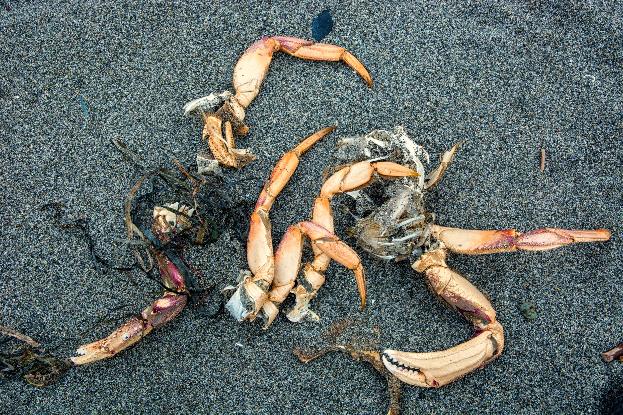 All That Remains: Dungeness Crab