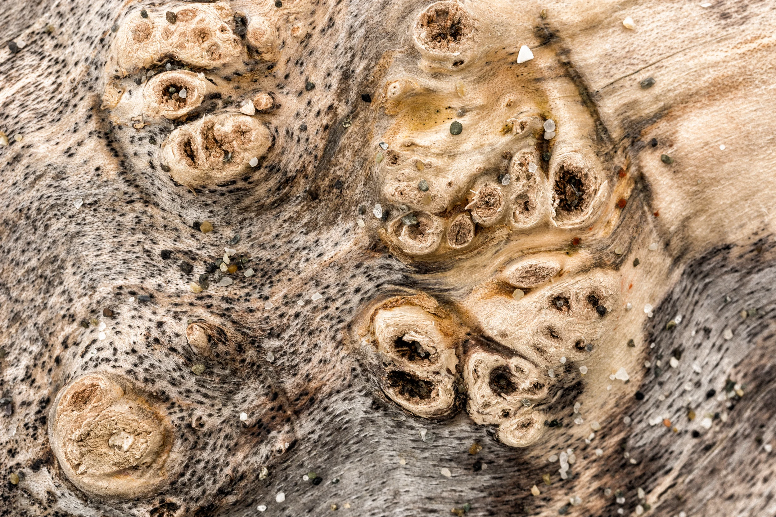 Knots on Driftwood