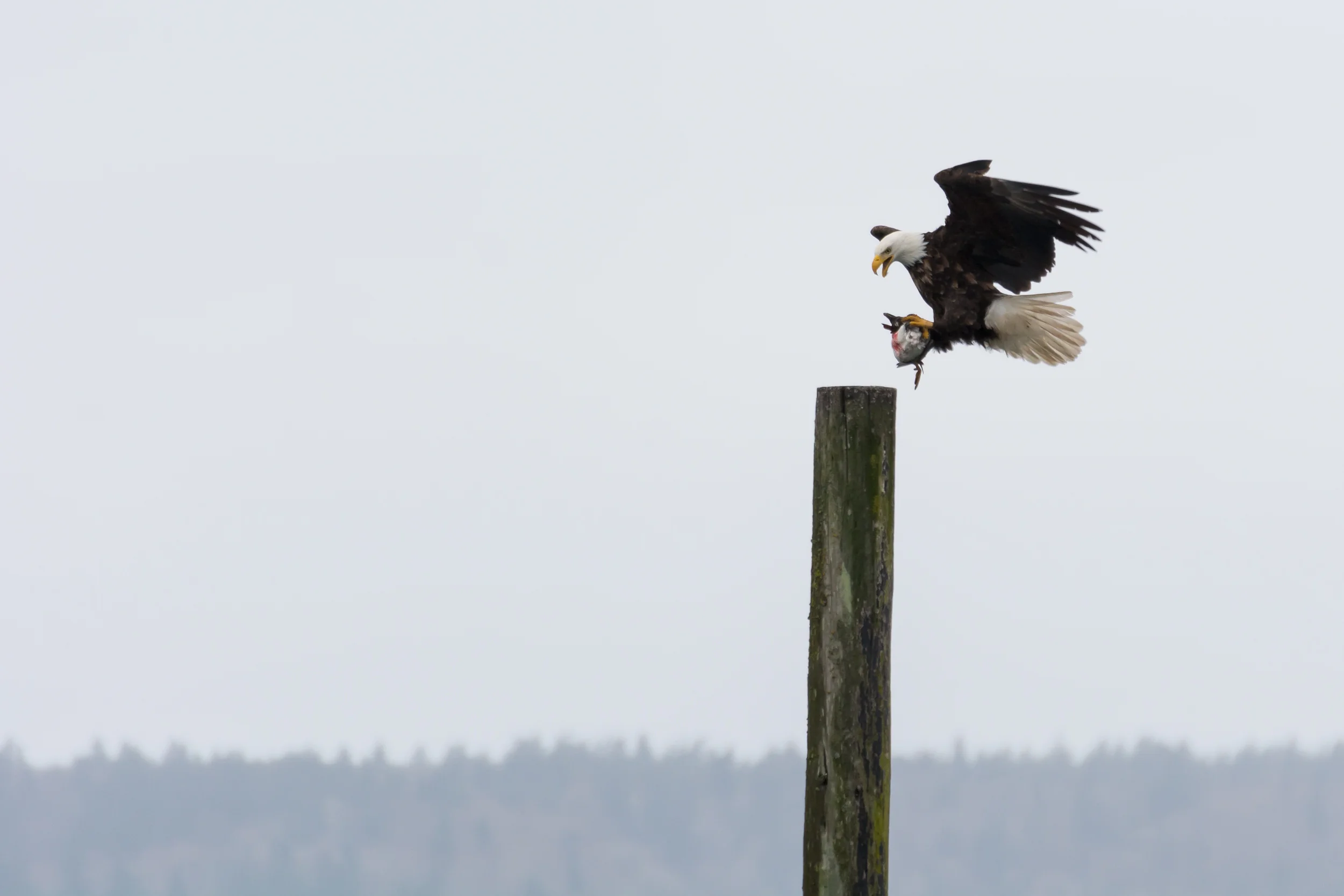 Bald Eagle Kill.jpg