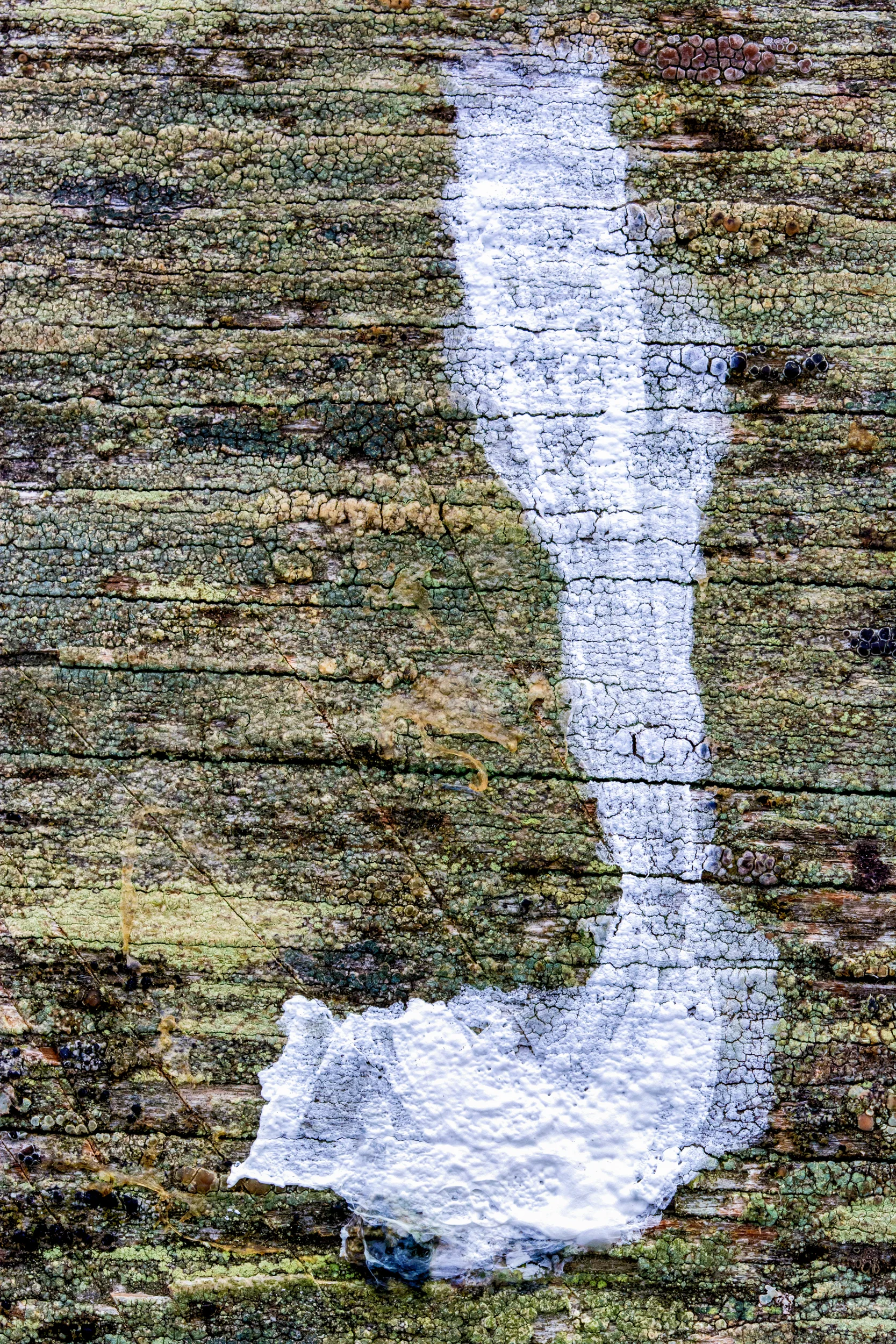 Bird Poop in J.jpg