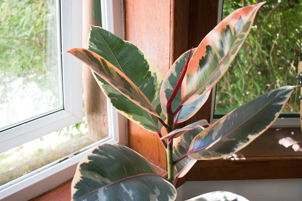 My favourite plant in the studio