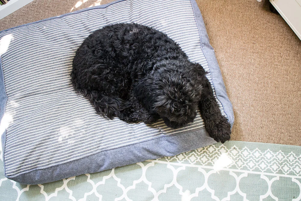 studio dog.jpg