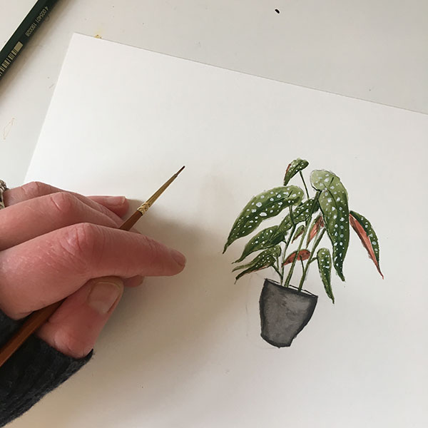 Begonia, almost finished!