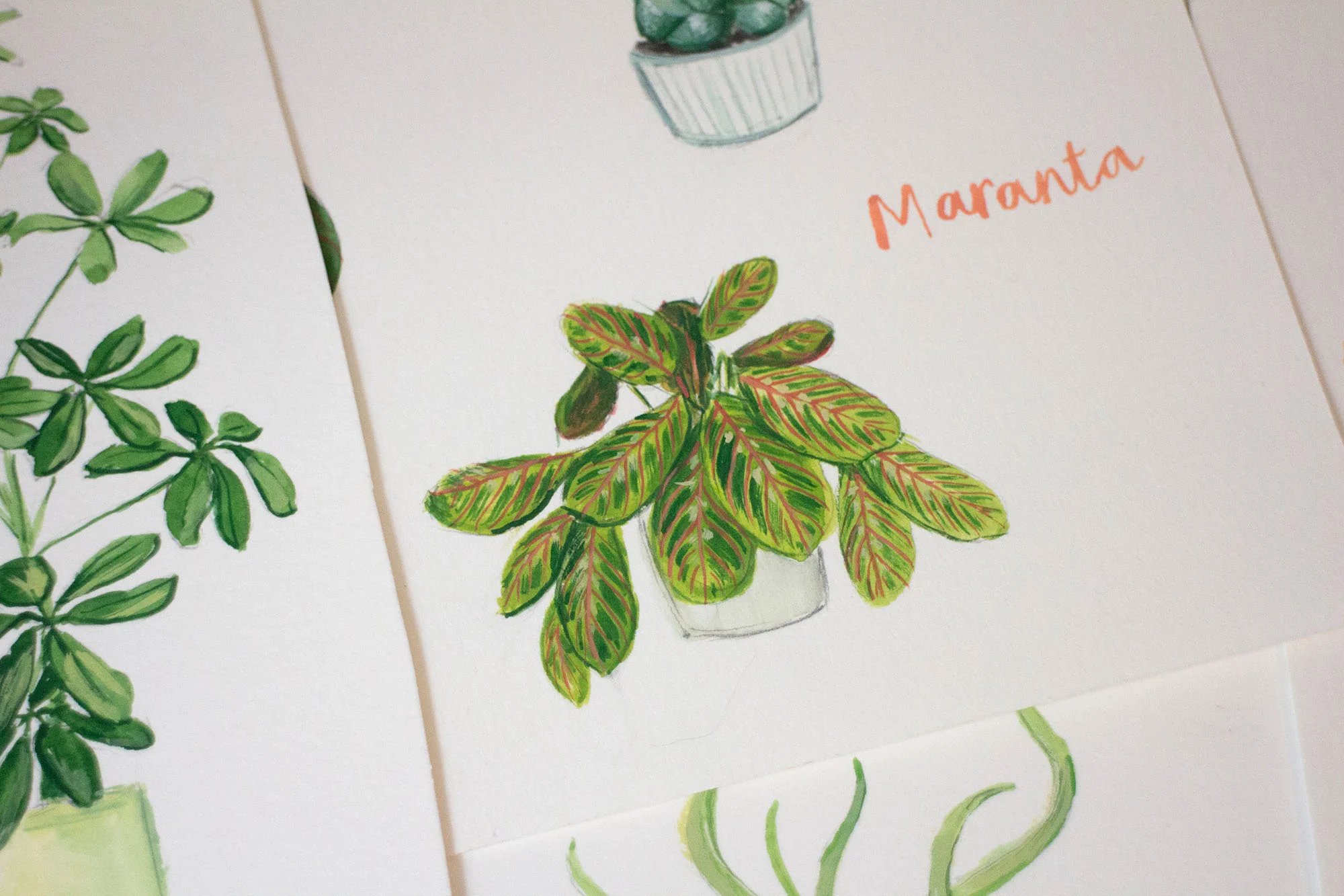 Maranta.jpg