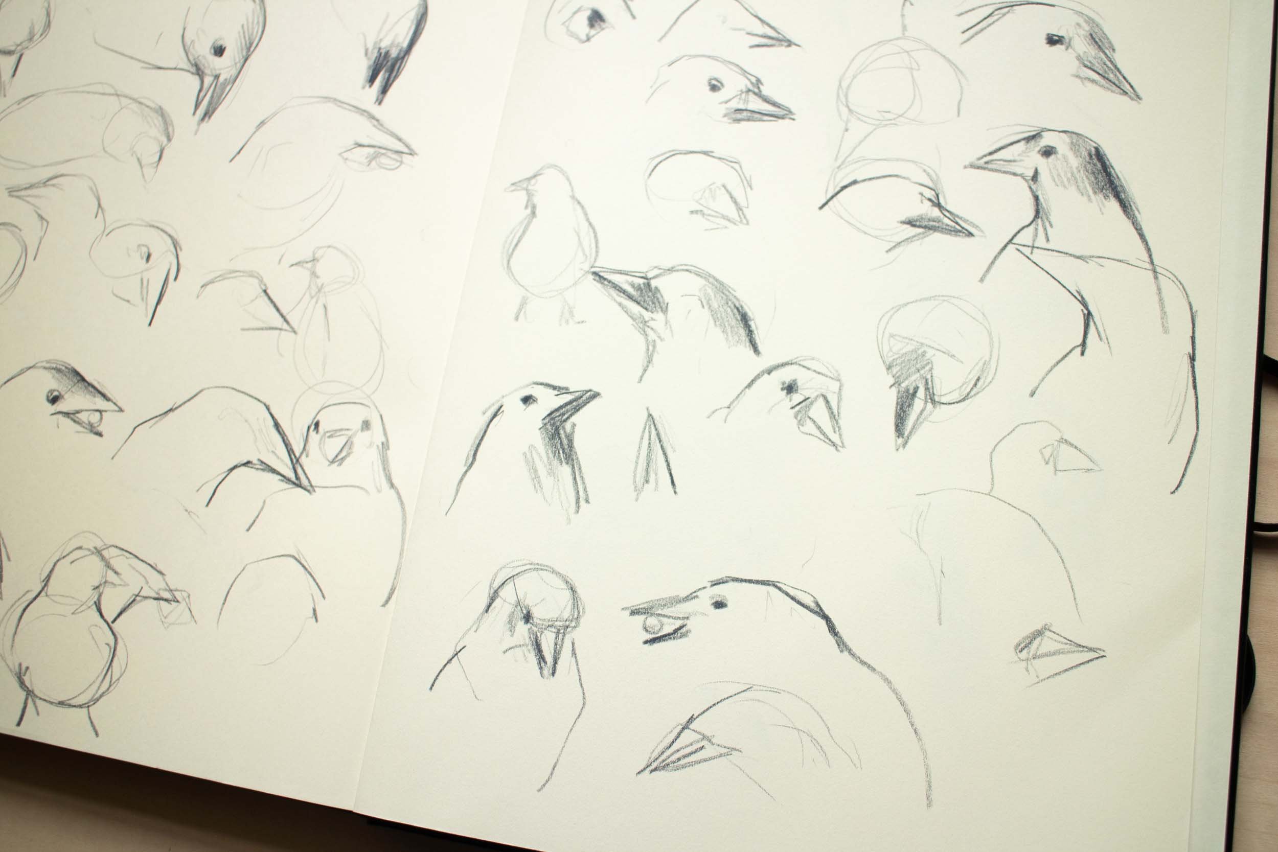 bird sketchbook.jpg