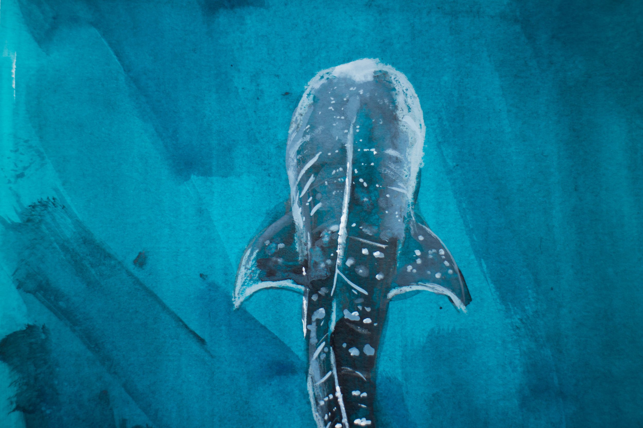 whale shark 4.jpg