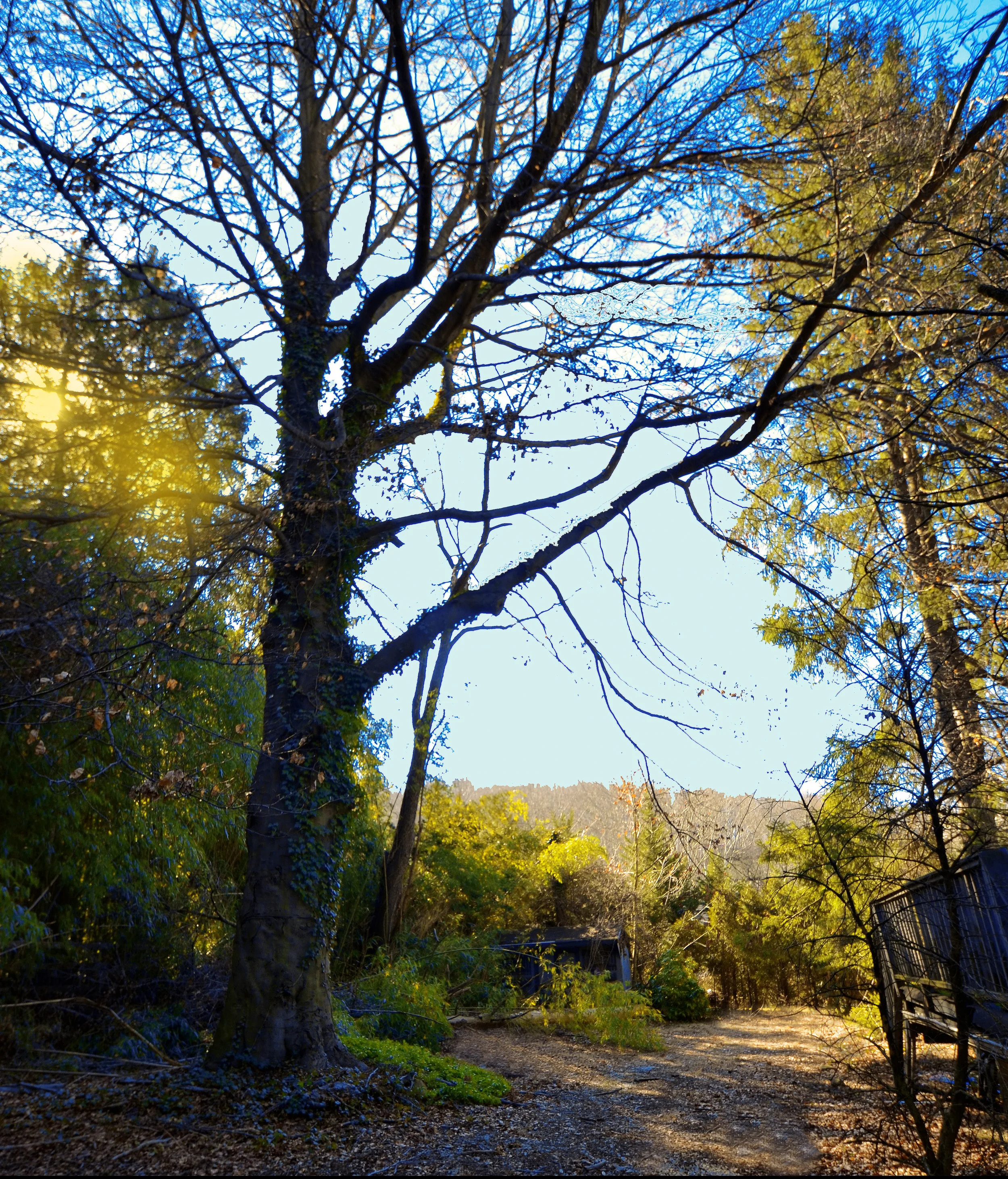 Beech Tree .jpg