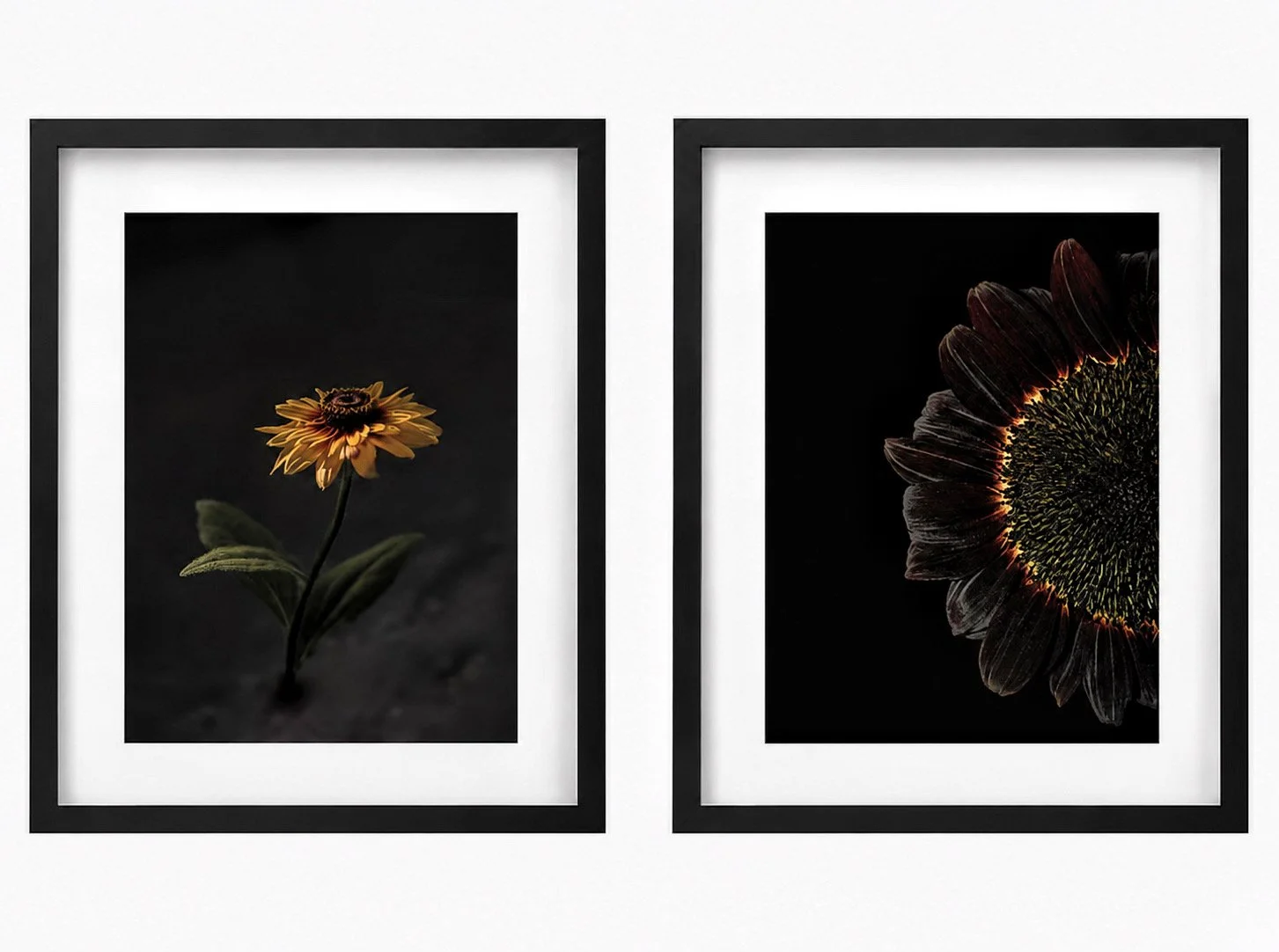 Nocturnal Sunflowers — Irika Sandström and Sophie Wiking Ekman