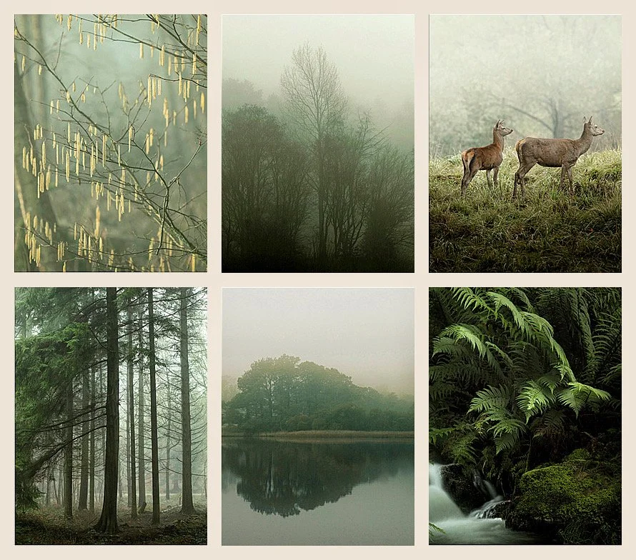 Mist in the Forest: Landscape, Memory and Stillness