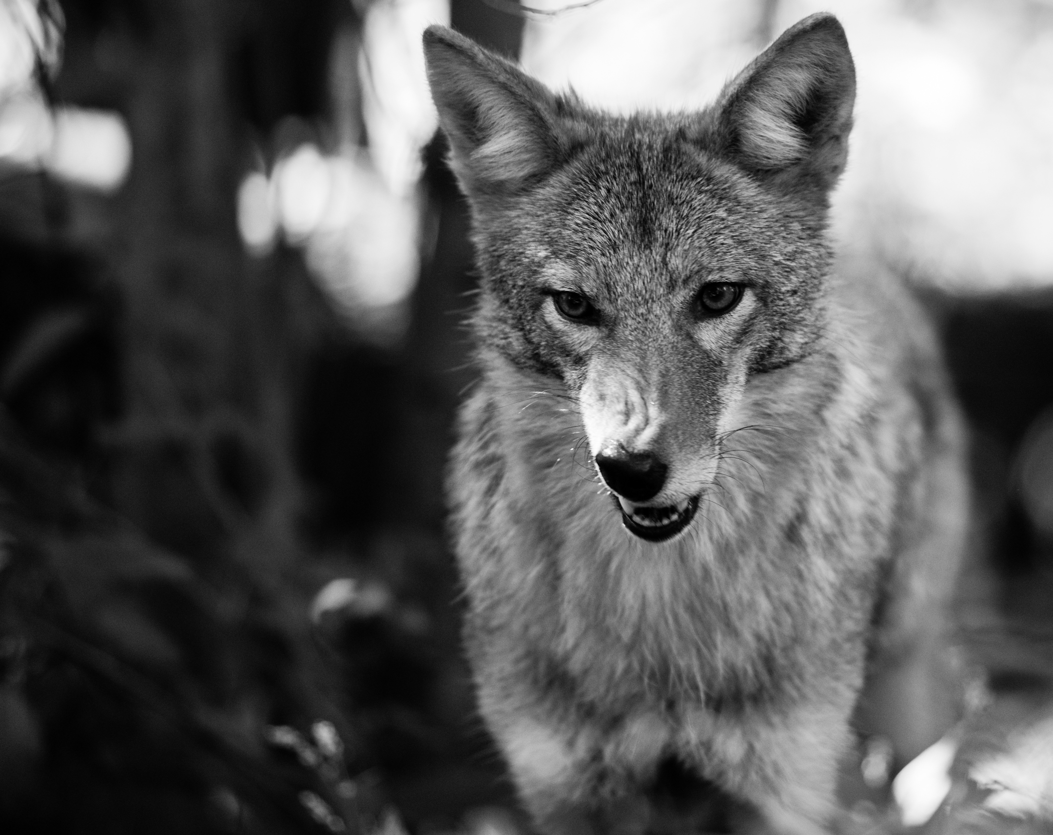 Maine Wildlife Park