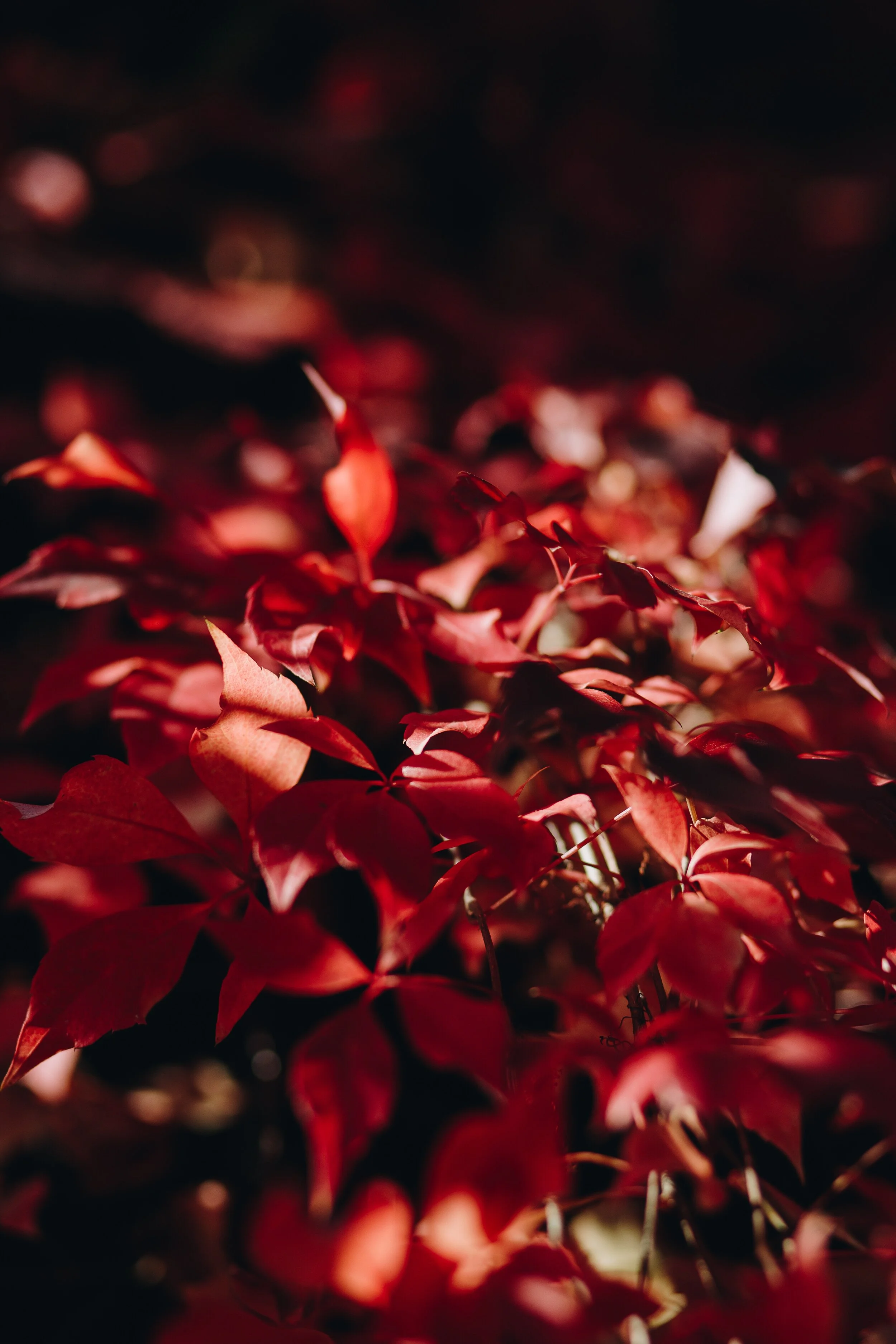 Advent 2019: when You Can’t Fake Bleeding