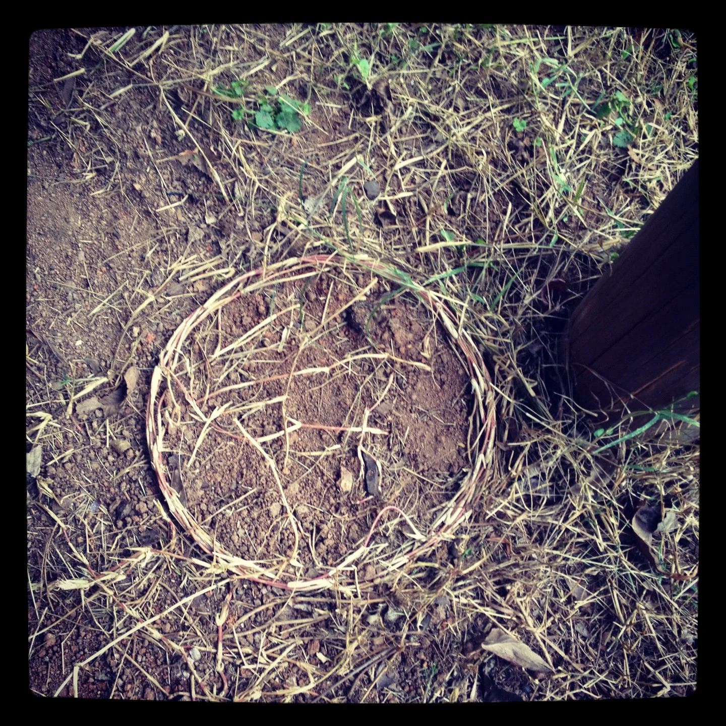 fairy_ring