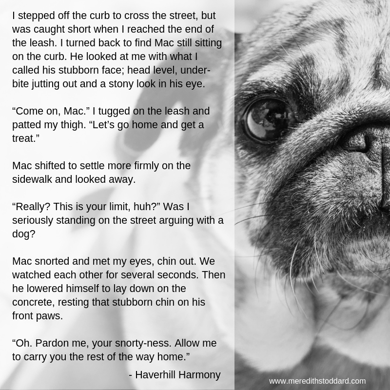 I stepped off the curb to cross the street but was caught short when I reached the end of the leash. I turned back to find Mac still sitting on the curb. He looked at me with what I called his stubborn face; head l.jpg