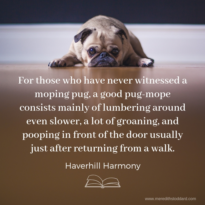 For those who have never witnessed a moping pug, a good pug-mope consists mainly of lumbering around even slower, a lot of groaning and pooping in front of the door usually just after returning from a walk..jpg
