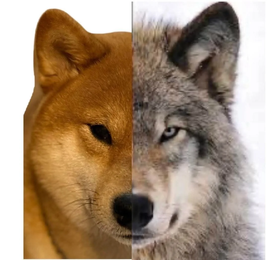 The Internet: Did you know that shiba inus are the breed that is genetically closest to wolves? 

Me: Well, I pulled half a mole out the mouth of mine the other day, so yeah, that tracks.