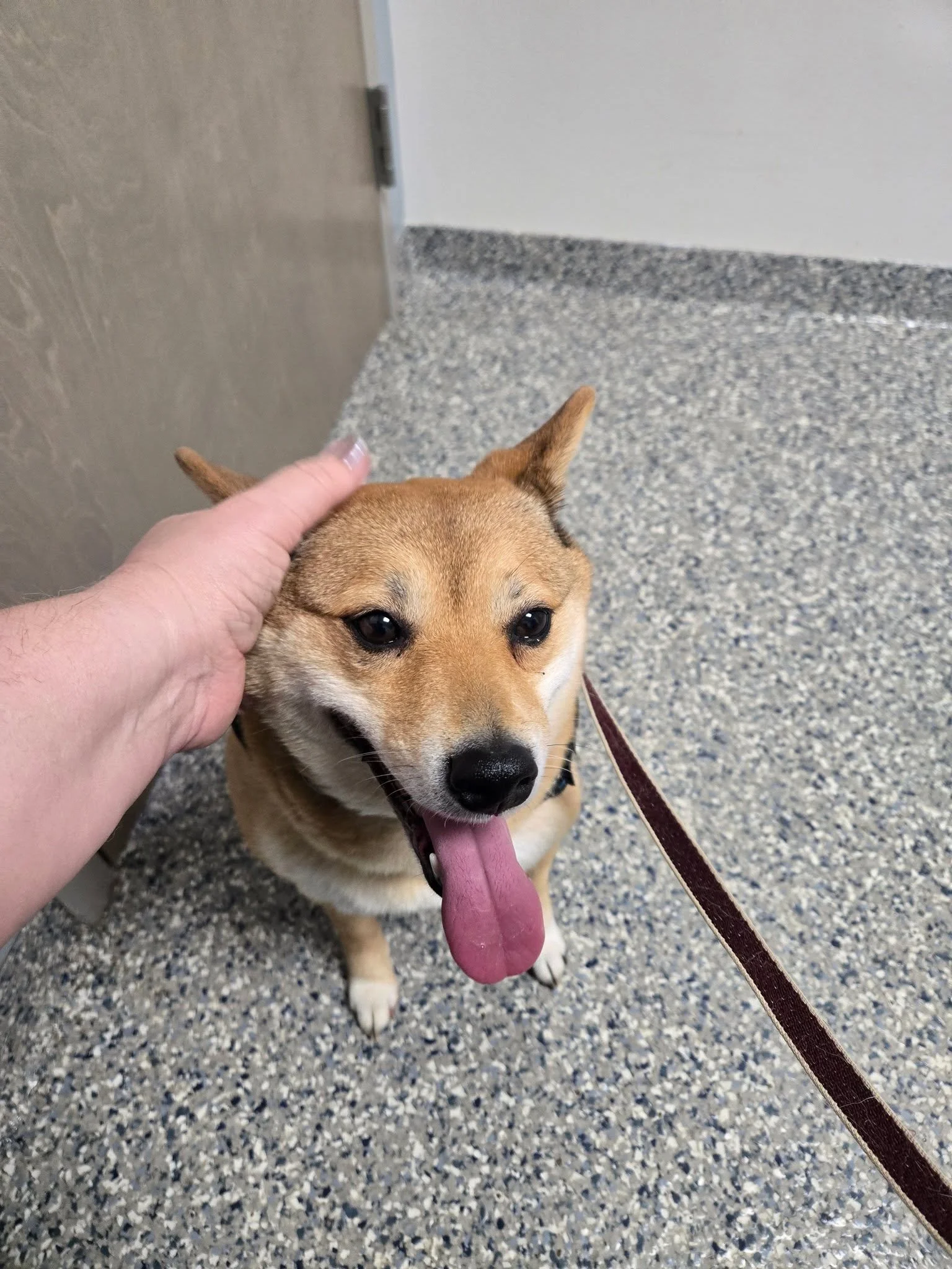 Good vibes please for our sweet Miku. Having knee surgery today.