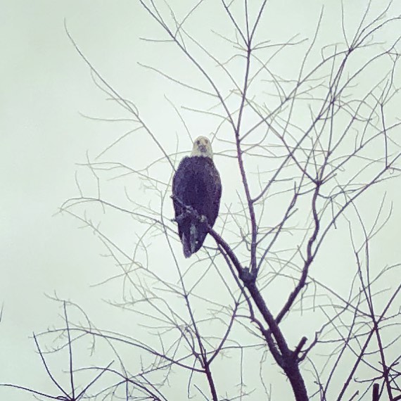 Met this guy driving along some back roads in New York with @cobblehillgal
