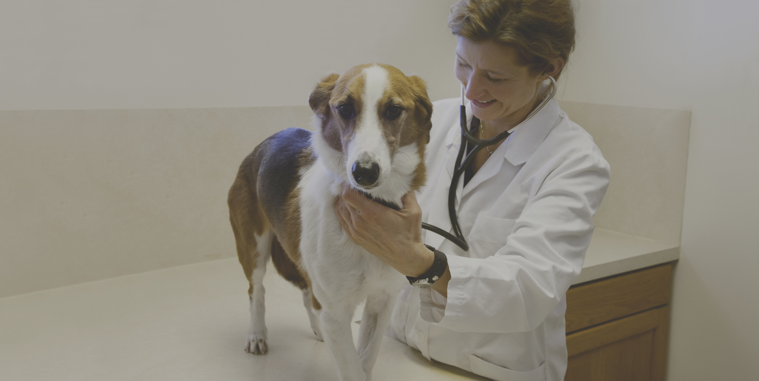 Animal Hospital of Lawrence Animal Hospital of Lawrence