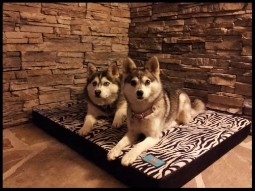 Diesel & Mieka