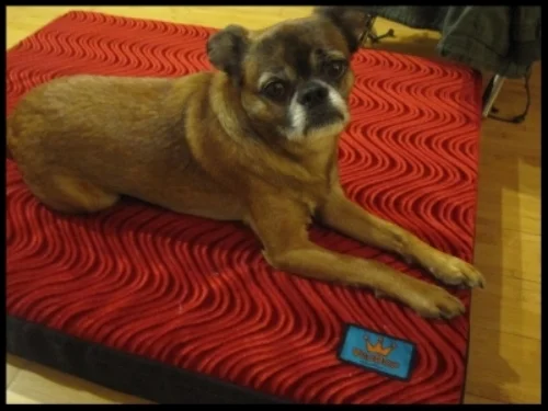 Oden Modeling his new VooDoo Dog Bed