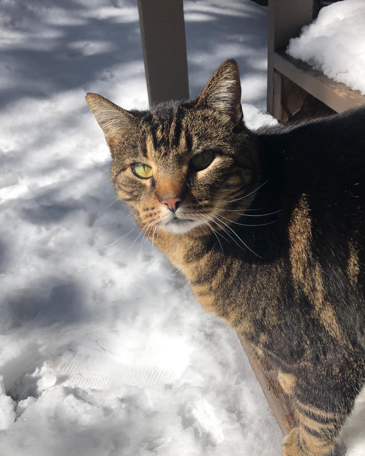 The look when I suggest a snowball fight βοΈβΊοΈβοΈπ¨ #vinnytheterror #snowgato