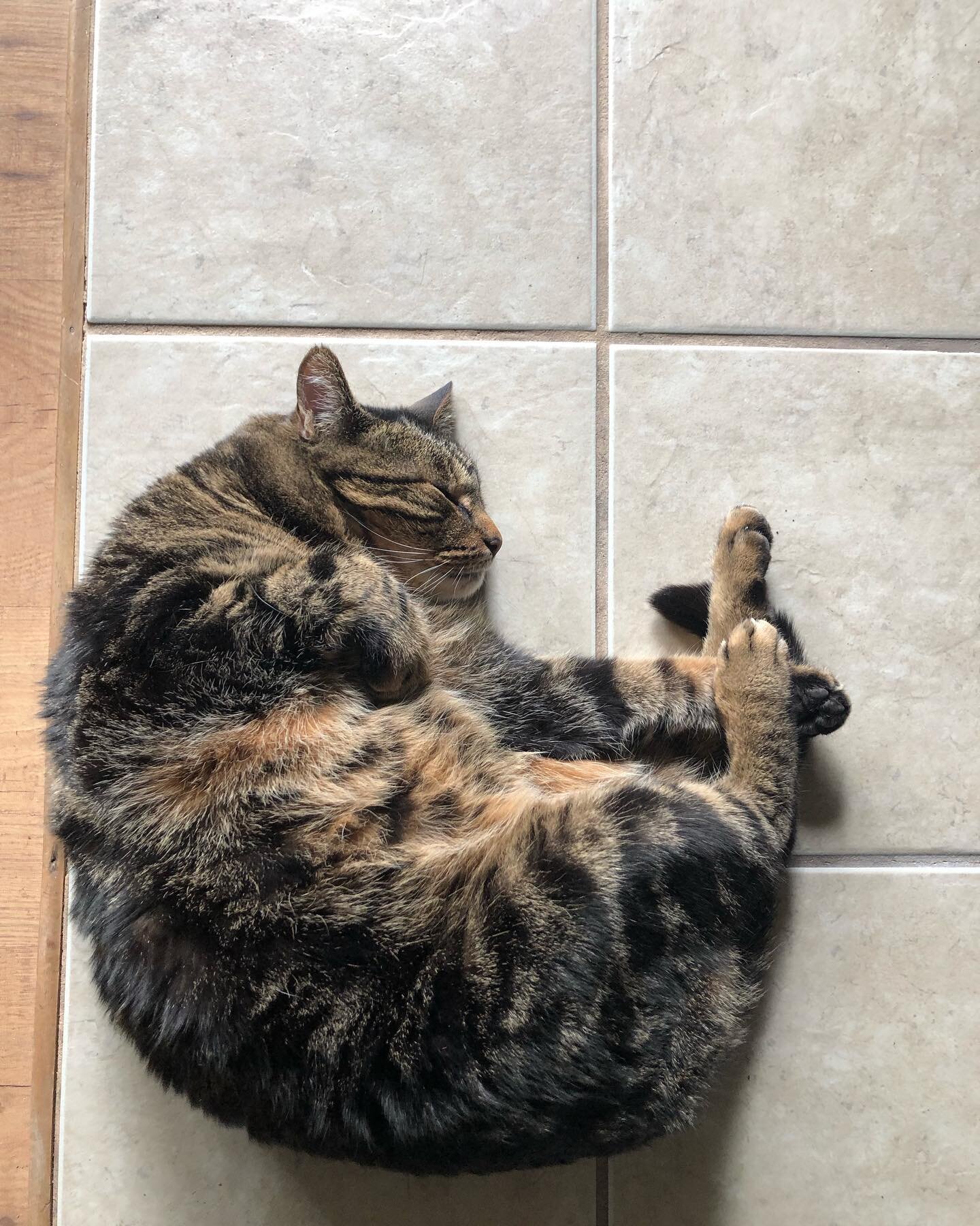 Lady, it’s cold outside βΊοΈ#vinnytheterror #winter in the #flg #currentsituation #catsofig #hibernationstation #zzzzz #beingcuteishisfulltimejob #catlove #thelovecats #vitaminv #mrB #binny