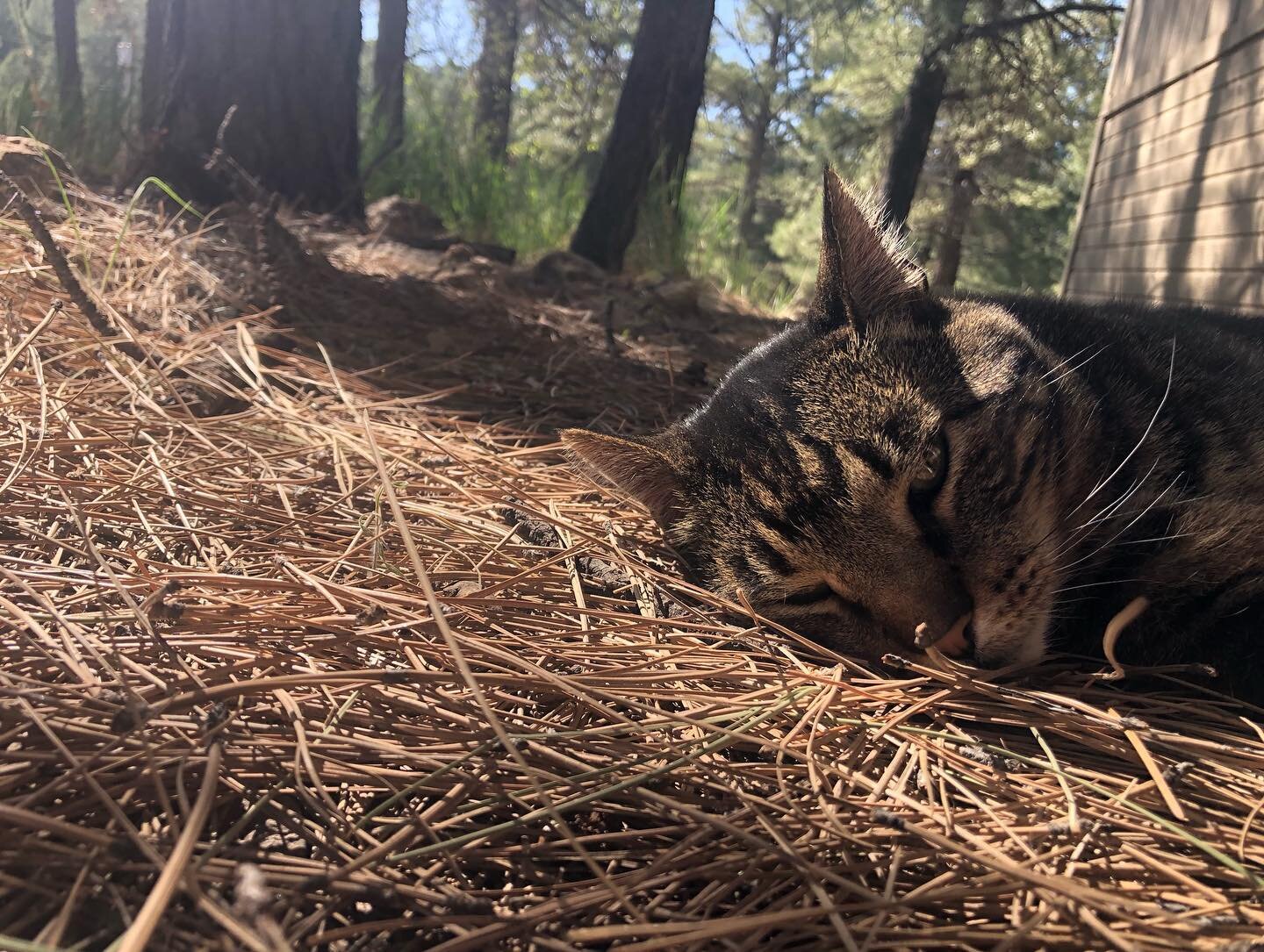 Monday morning with #vinnytheterror #catlove #birdsongs