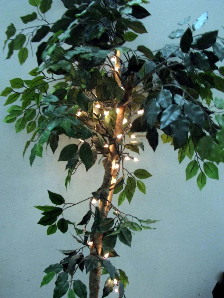 Ficas trees: about 6 1/2ft tall with or without pin lights in each