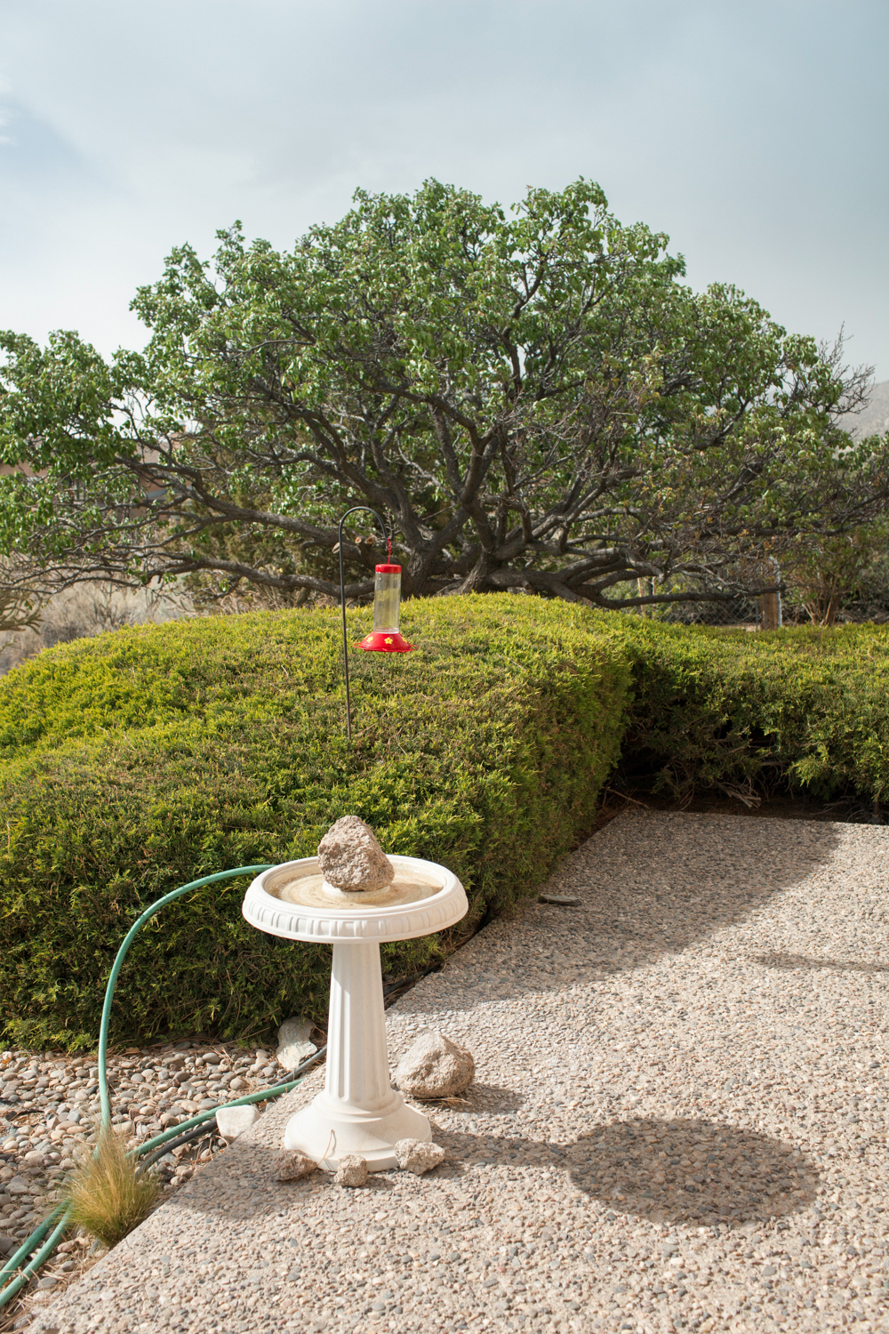 Bird Bath