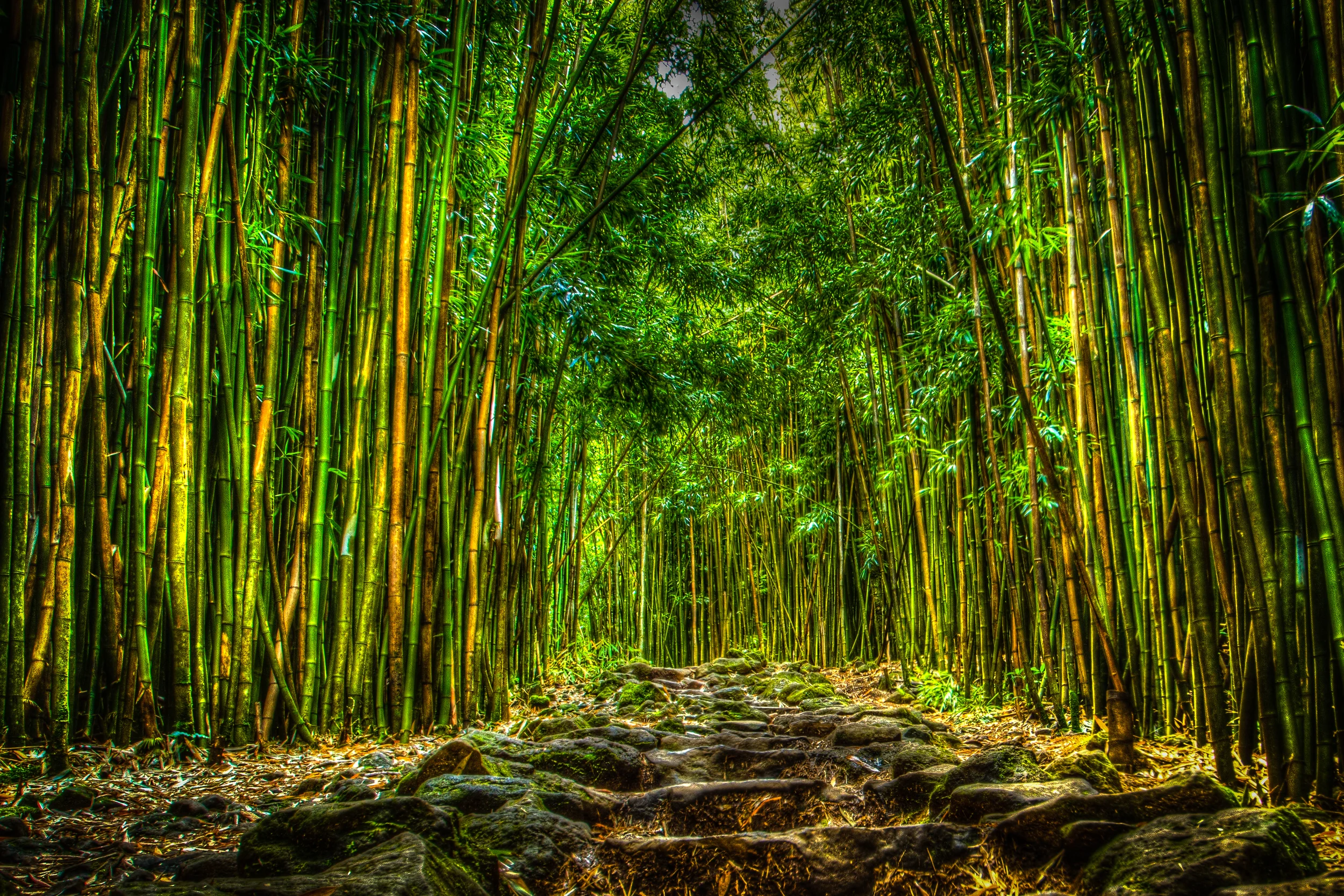 20120520-bamboo walk_-2_-3_tonemapped.jpg