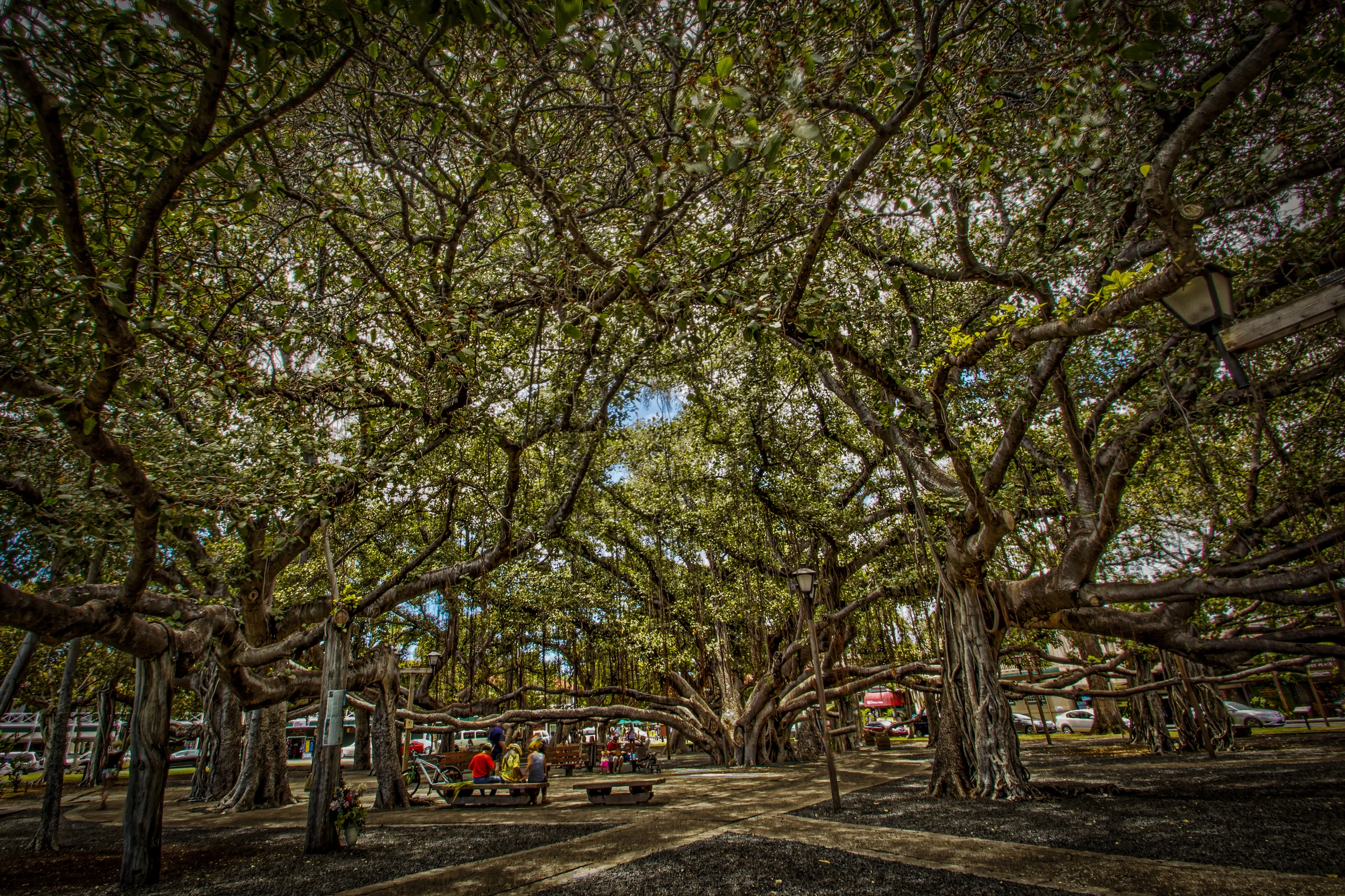 Maui Monday-2-Edit.jpg