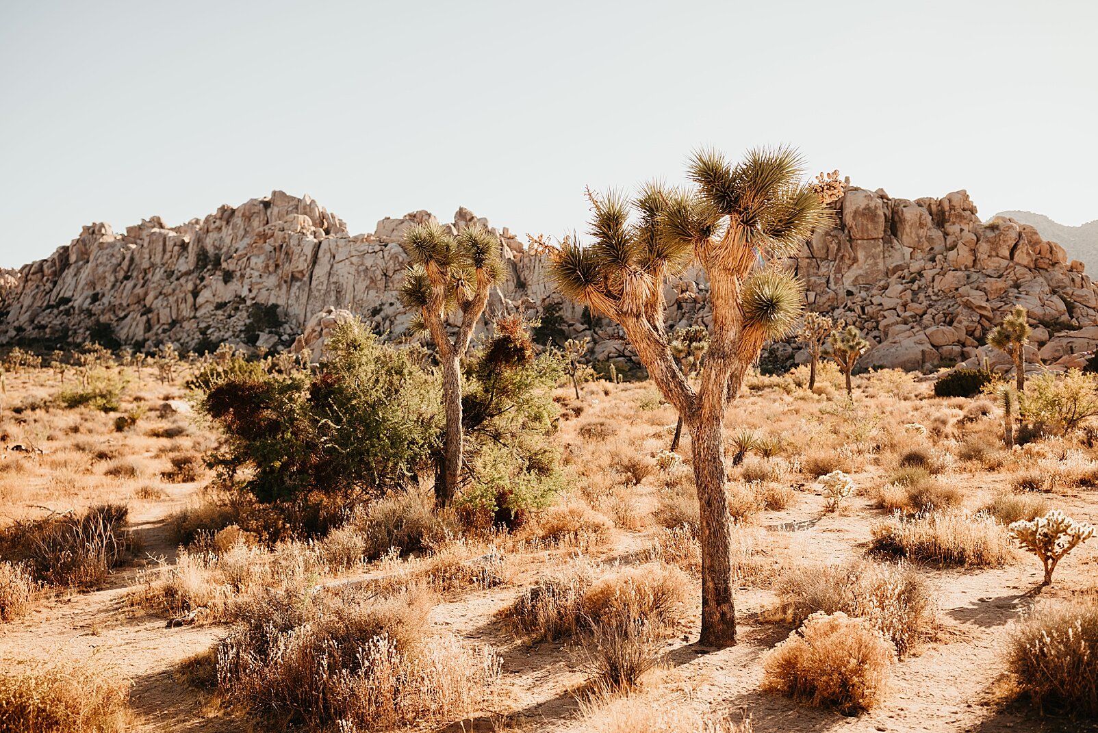 Joshua-Tree-Engagement-Session-1.jpg