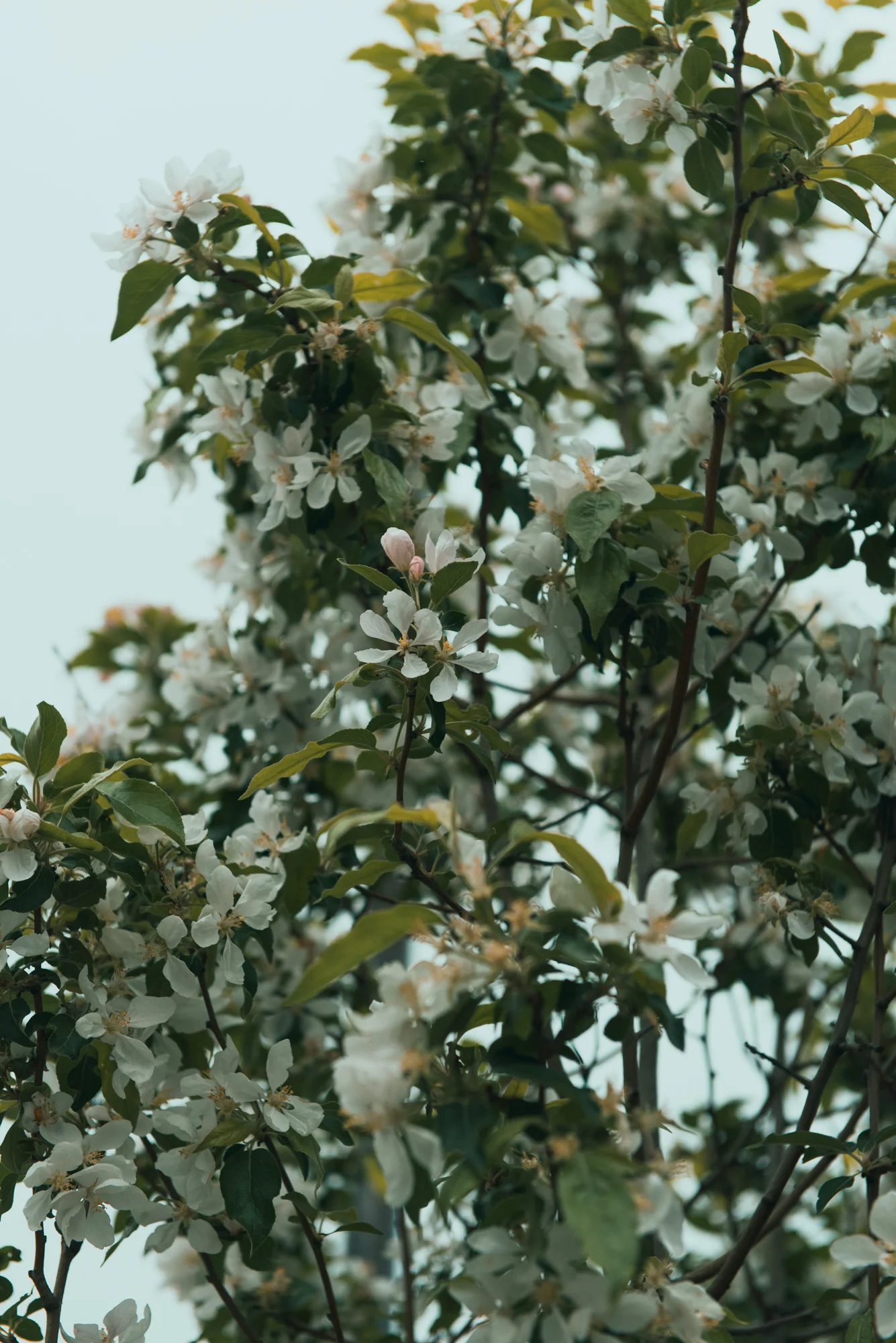 JFP-LocalNativesMontrealMay28th2019-62.jpg